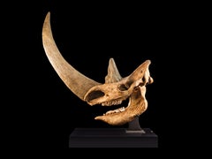 Woolly Rhinoceros Skull Fossil with Custom Walnut Base, Pleistocene