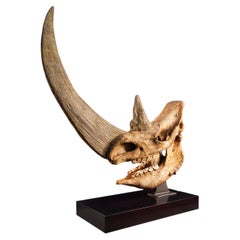 Woolly Rhinoceros Skull Fossil with Custom Walnut Base, Pleistocene