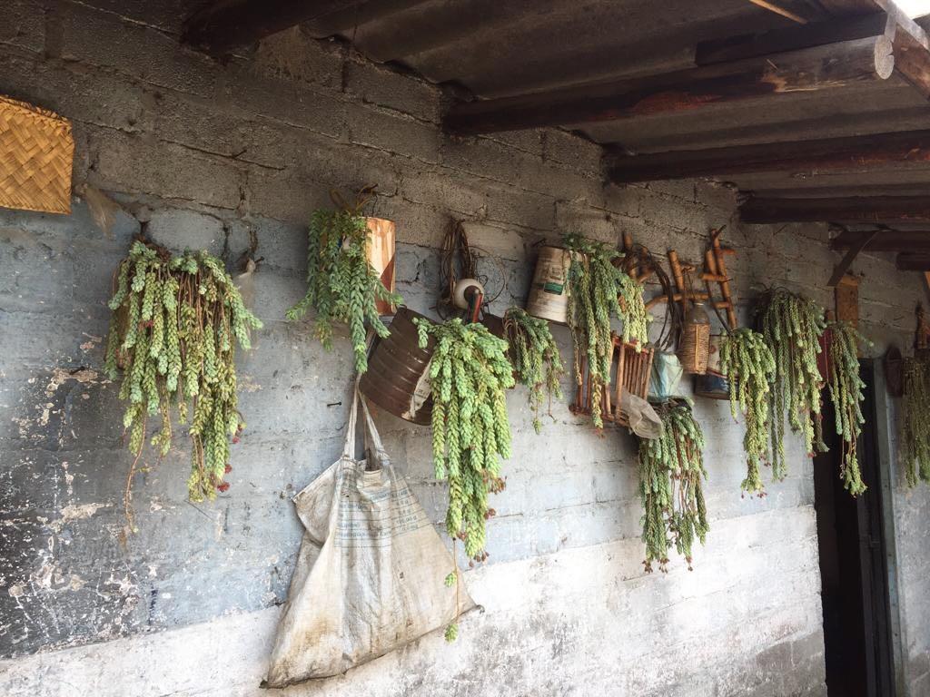 Banc Tule « Icpalli » tissé au Mexique de LUTECA en vente 1