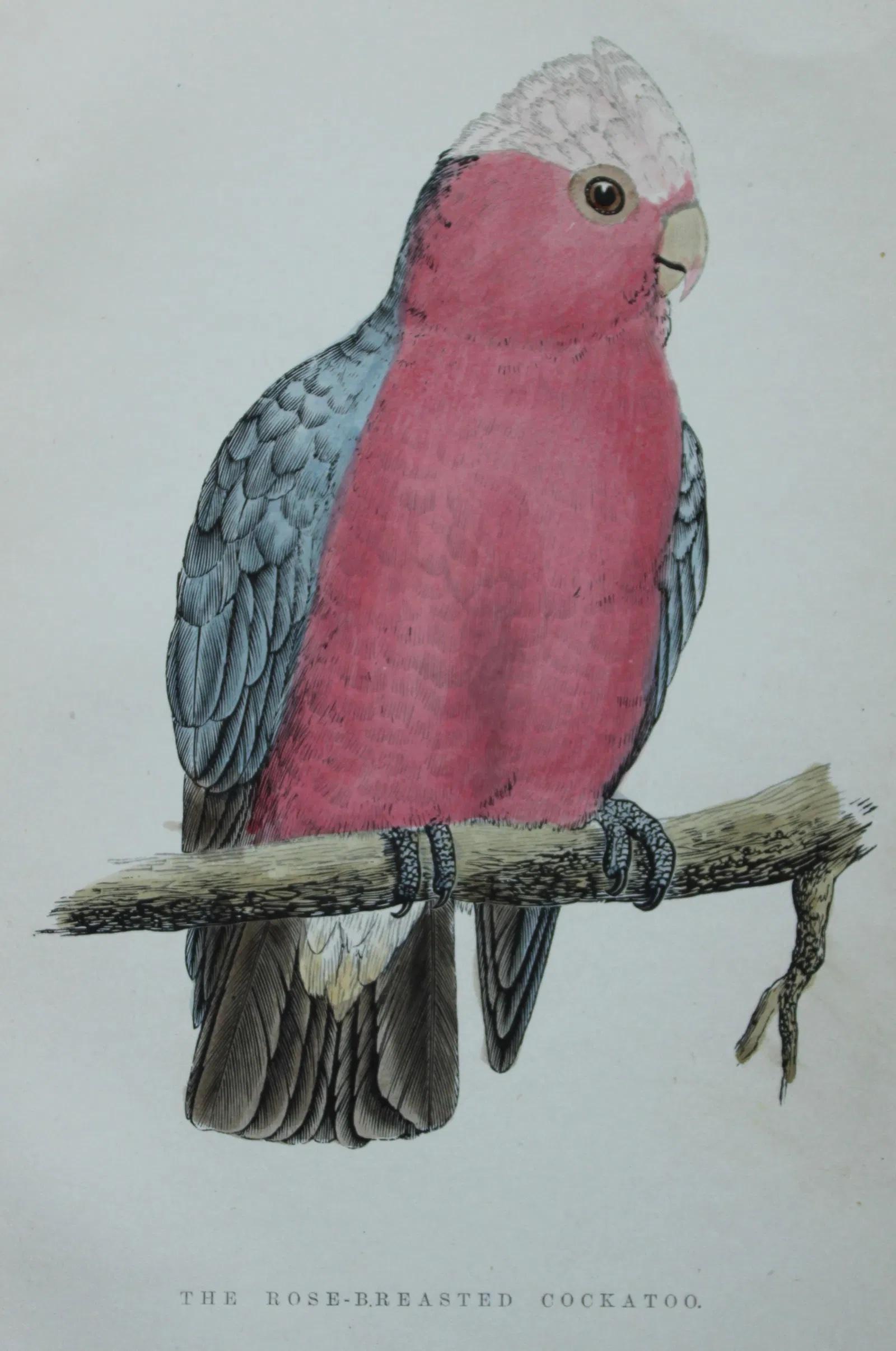 Estos raros grabados proceden de Birds I have kept in years gone by - WT Greene, Londres 1885.Los grabados están coloreados a mano y en ellos aparecen el jilguero, el gorrión de Java y la cacatúa de pecho rosa.Tamaño: 18 cm x 13 cm (7 pulgadas x 5