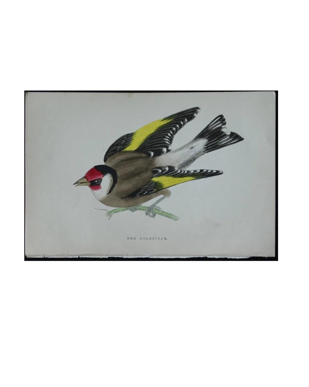 WT Greene - 3 grabados de aves 1885 en Excelente estado para la venta en Dallas, TX