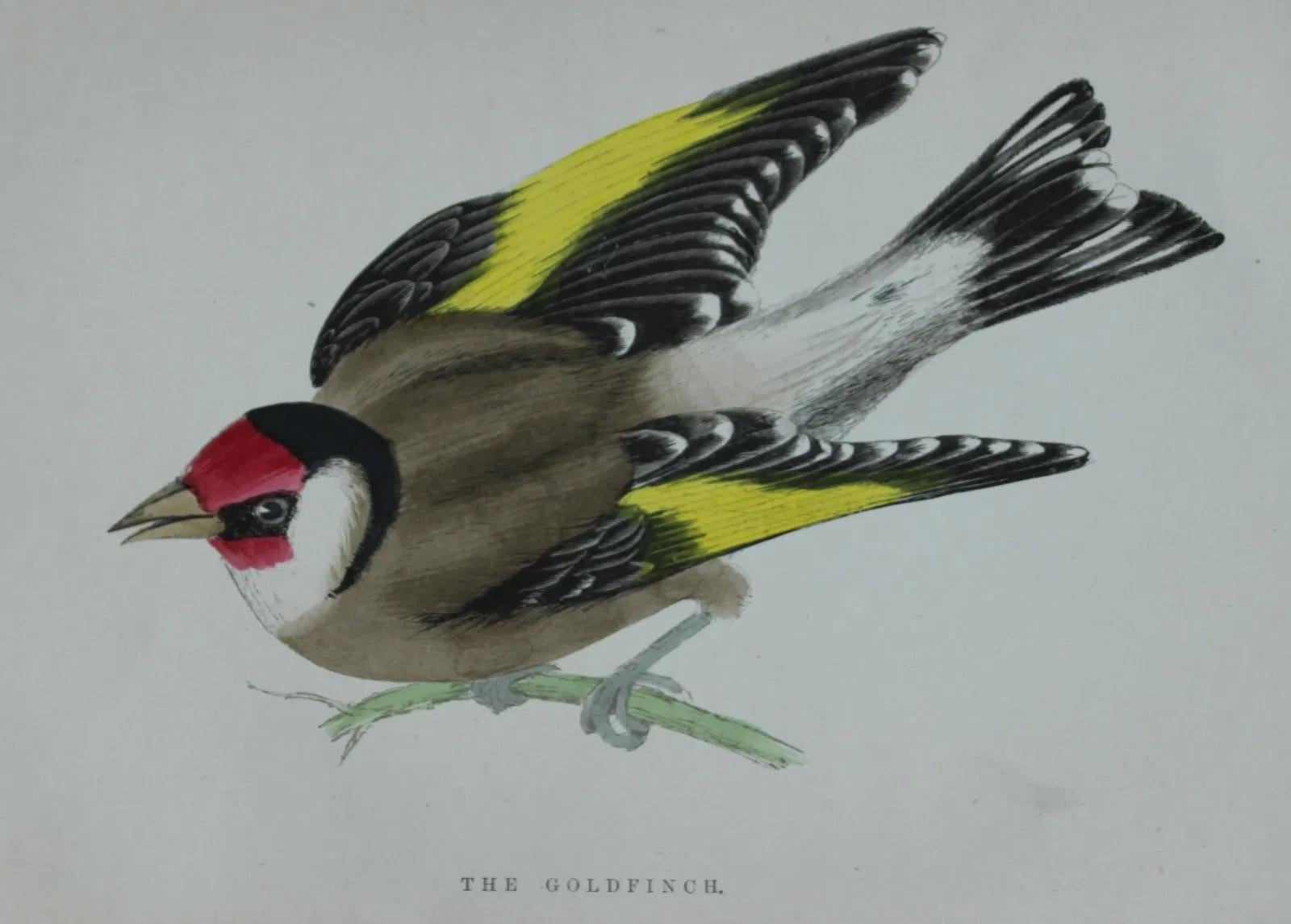WT Greene - 3 grabados de aves 1885 Fines del siglo XIX en venta