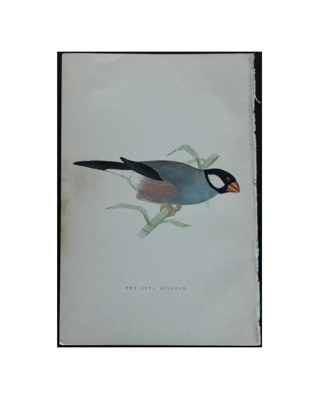 WT Greene - 3 grabados de aves 1885 Papel en venta