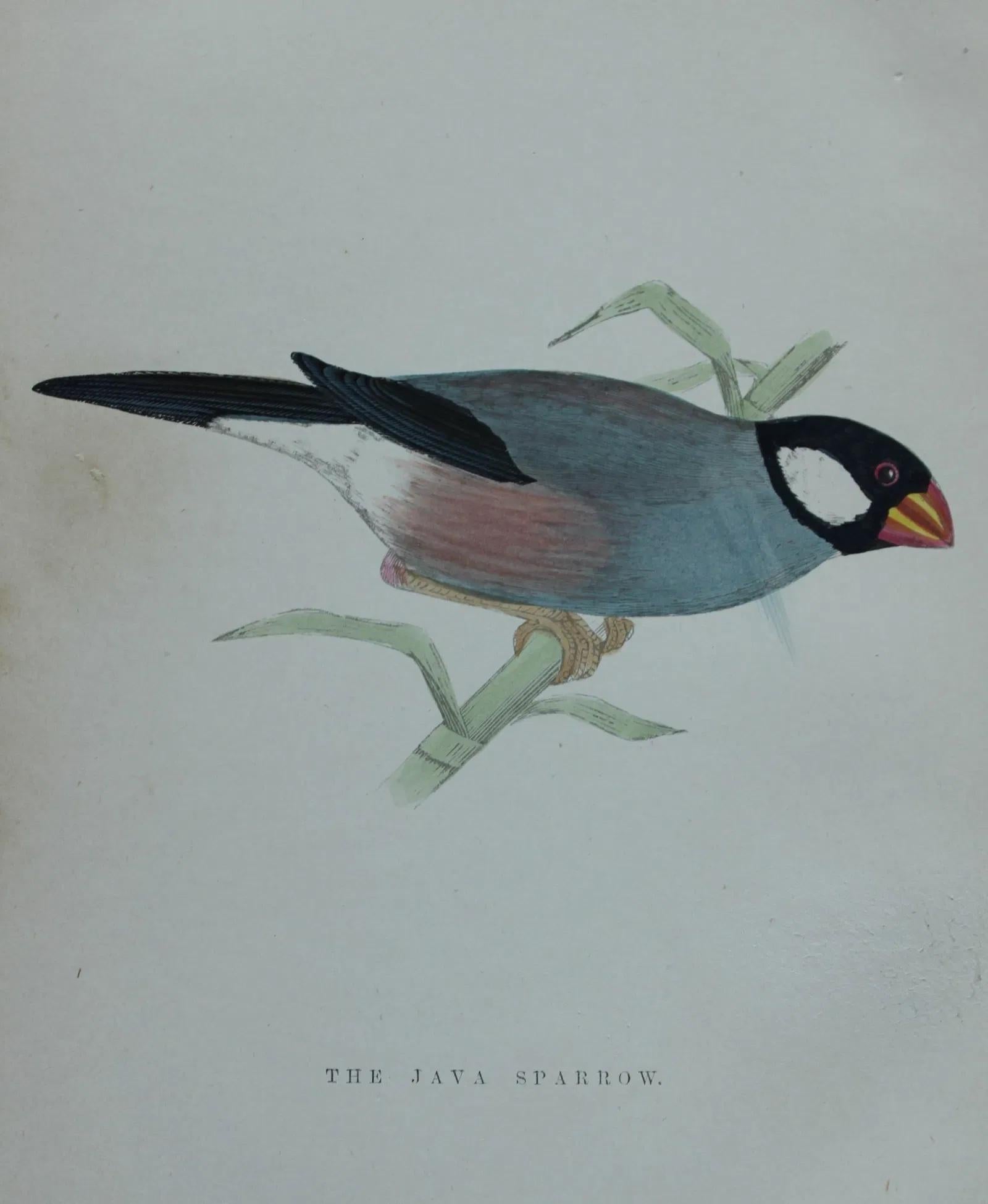 WT Greene - 3 grabados de aves 1885 en venta 1