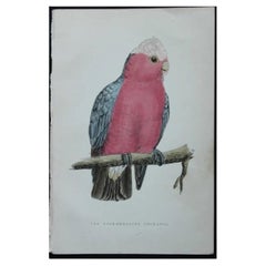 WT Greene - 3 stampe di uccelli 1885