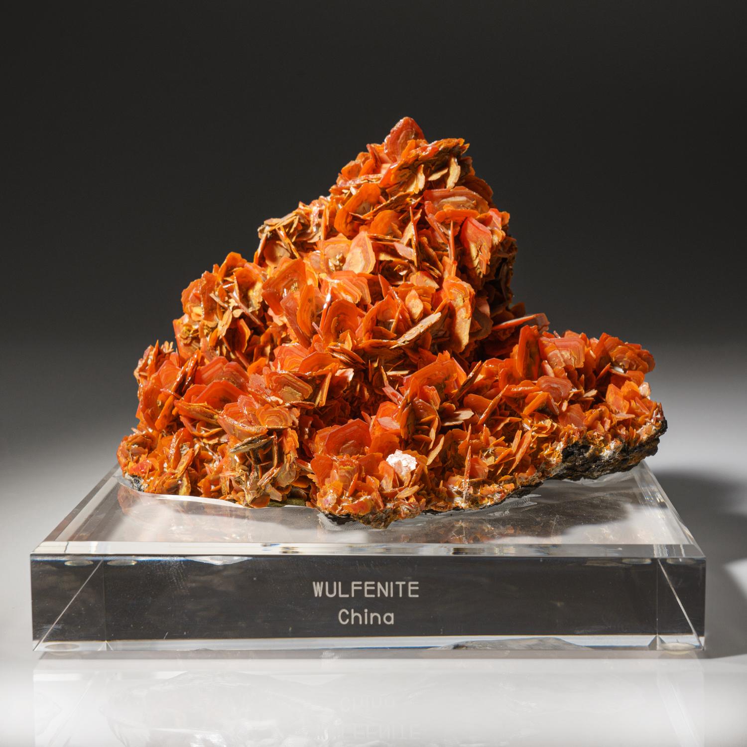 From Jianshan Mine, Kuruktag Mountains, Ürümqi, Shanshan County, Xinjiang Uygur Region, China

Lustrous translucent orange bladed wulfenite crystals covering the gray matrix. The wulfenite crystals are zoned rectangular blades with truncated