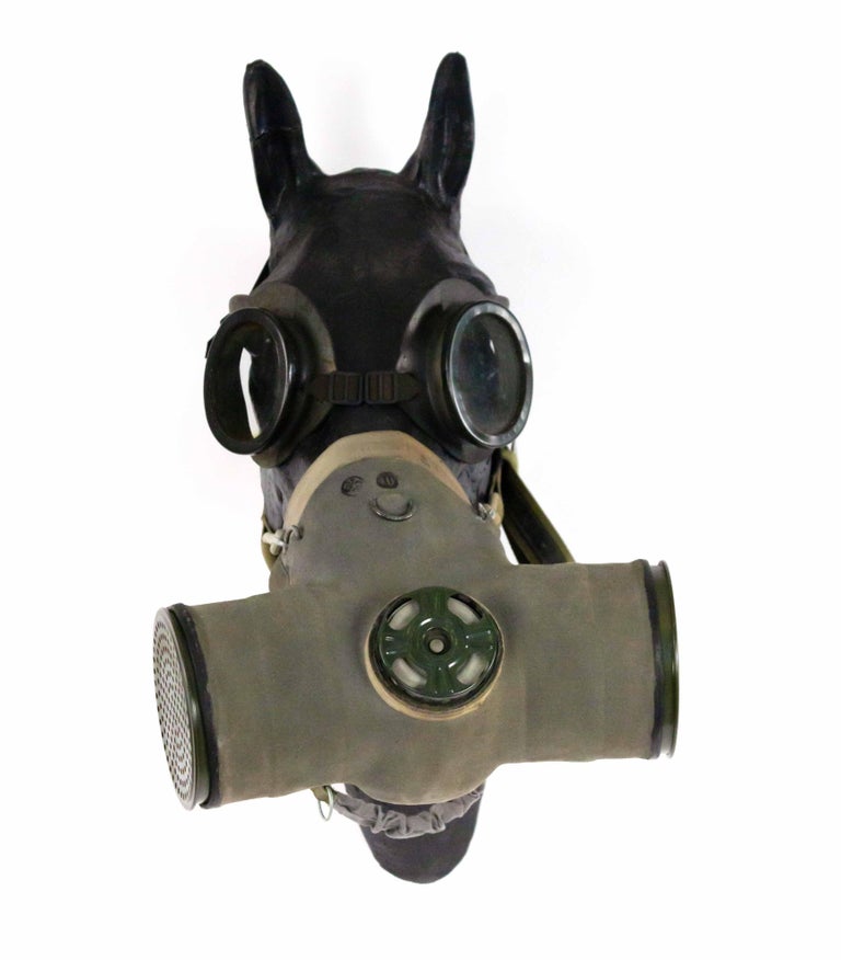 WWI Model of Horse Head Wearing Gas Mask For Sale at 1stDibs ww1 dog
