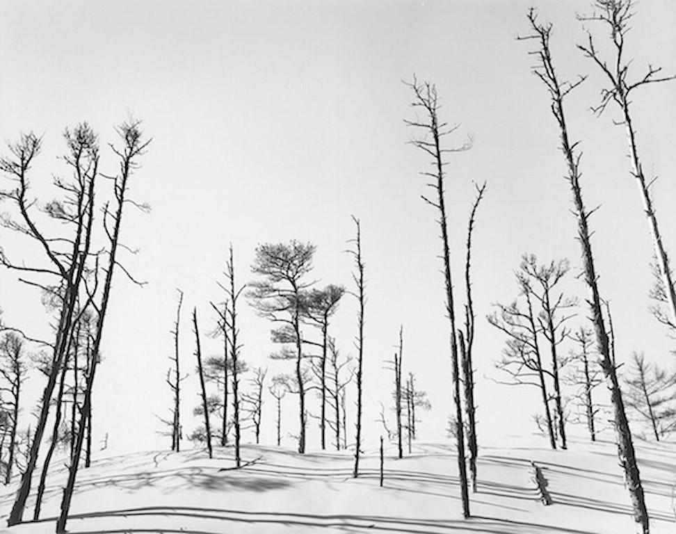 Wynn Bullock Black and White Photograph - Florence, Trees & Sand Dunes