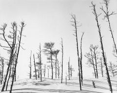 Florence, Trees & Sand Dunes