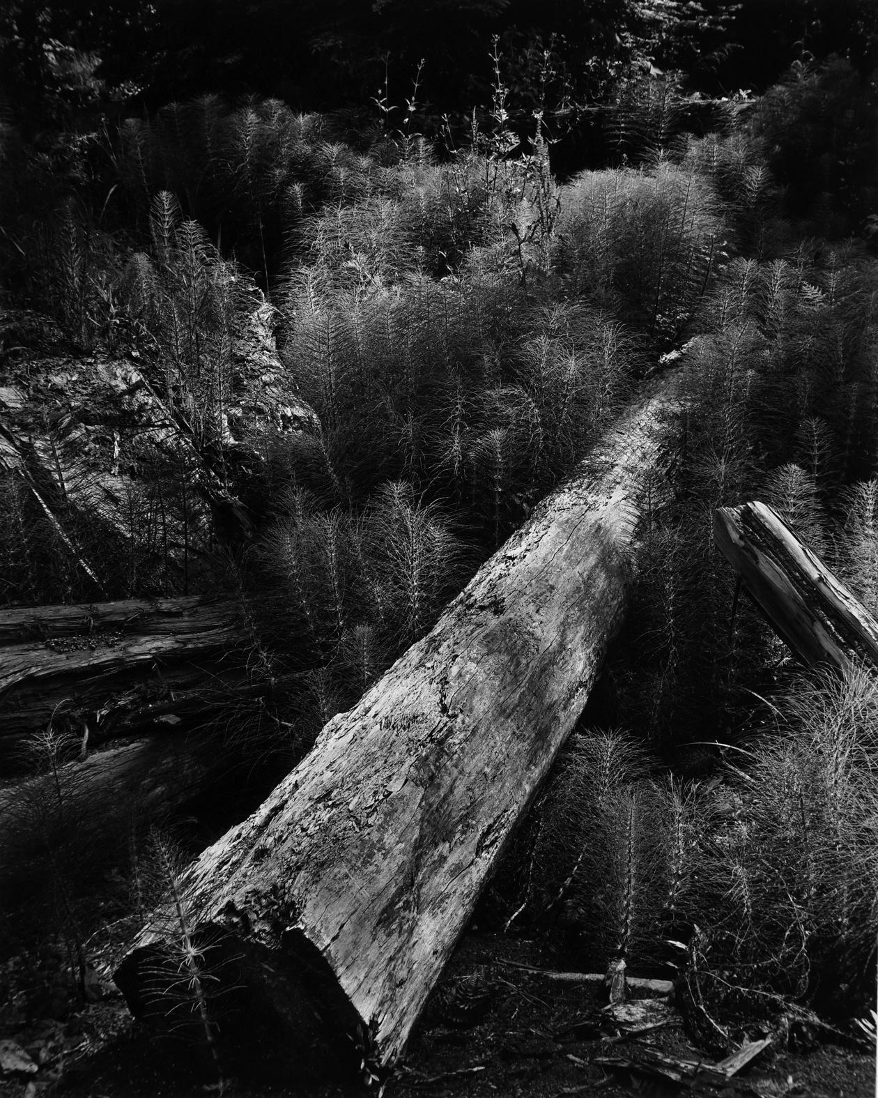 Wynn Bullock Black and White Photograph - Horsetails and Log, 1957 (Printed before 1965)
