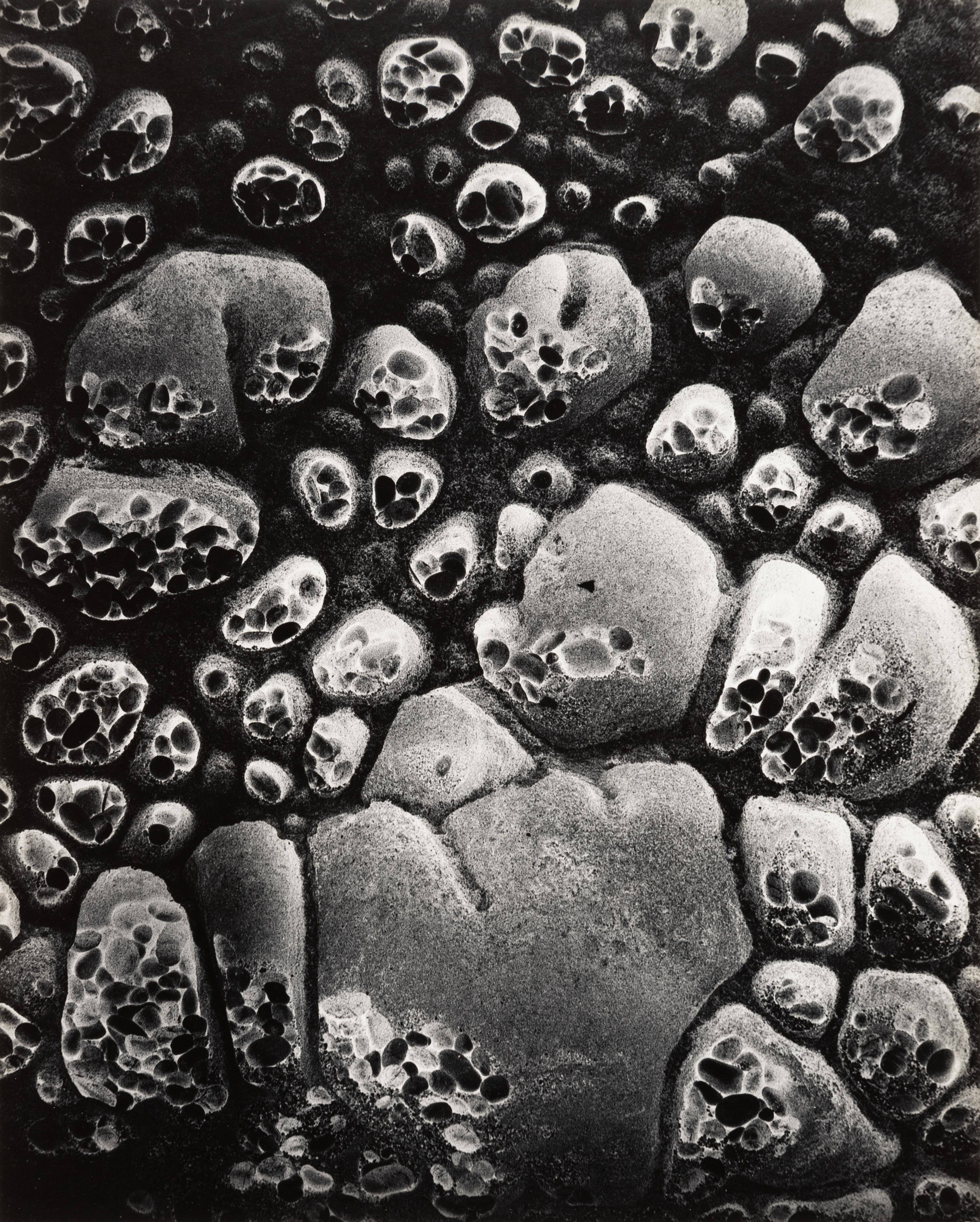 Black and White Photograph Wynn Bullock - Pebble Beach