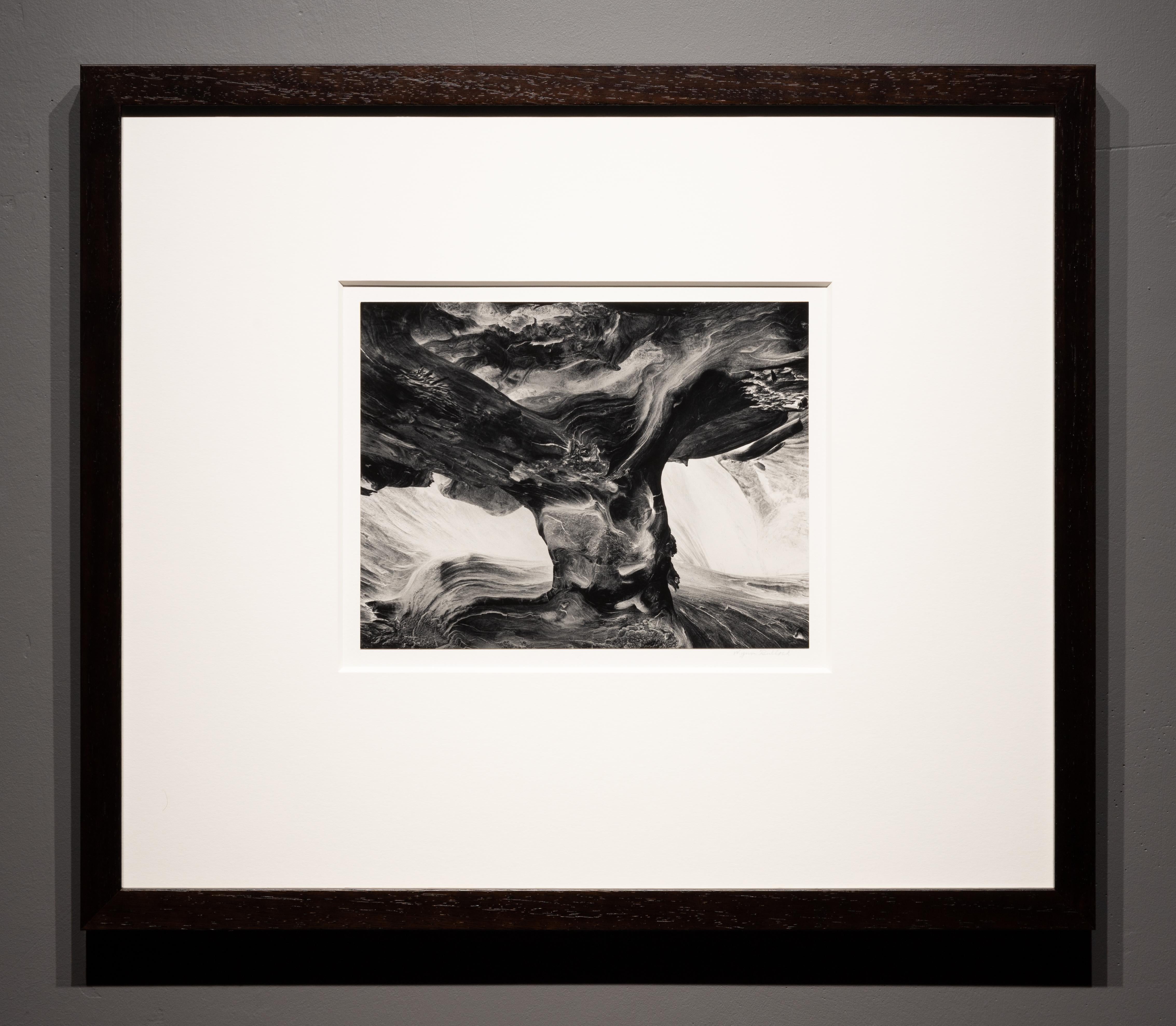 Baumstamm – Photograph von Wynn Bullock