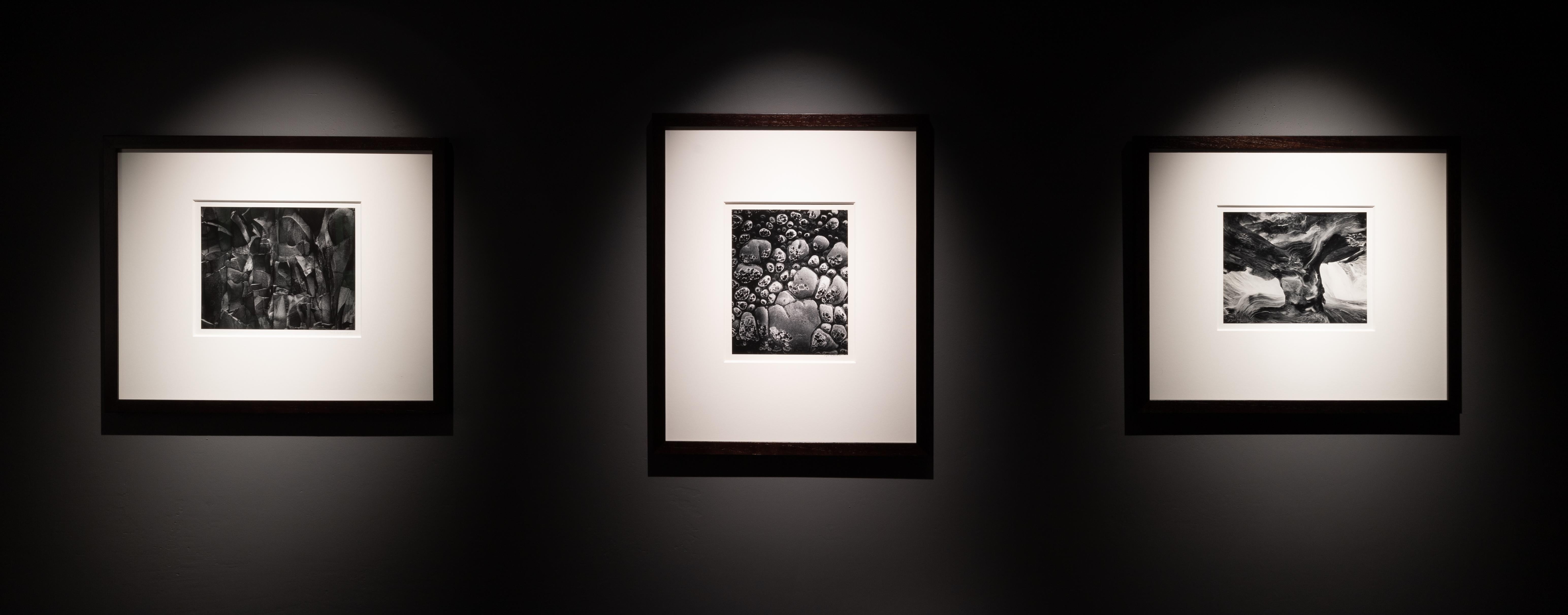 Baumstamm (Abstrakt), Photograph, von Wynn Bullock