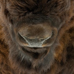 Wyoming Buffalo Bison Shoulder Taxidermy Mount