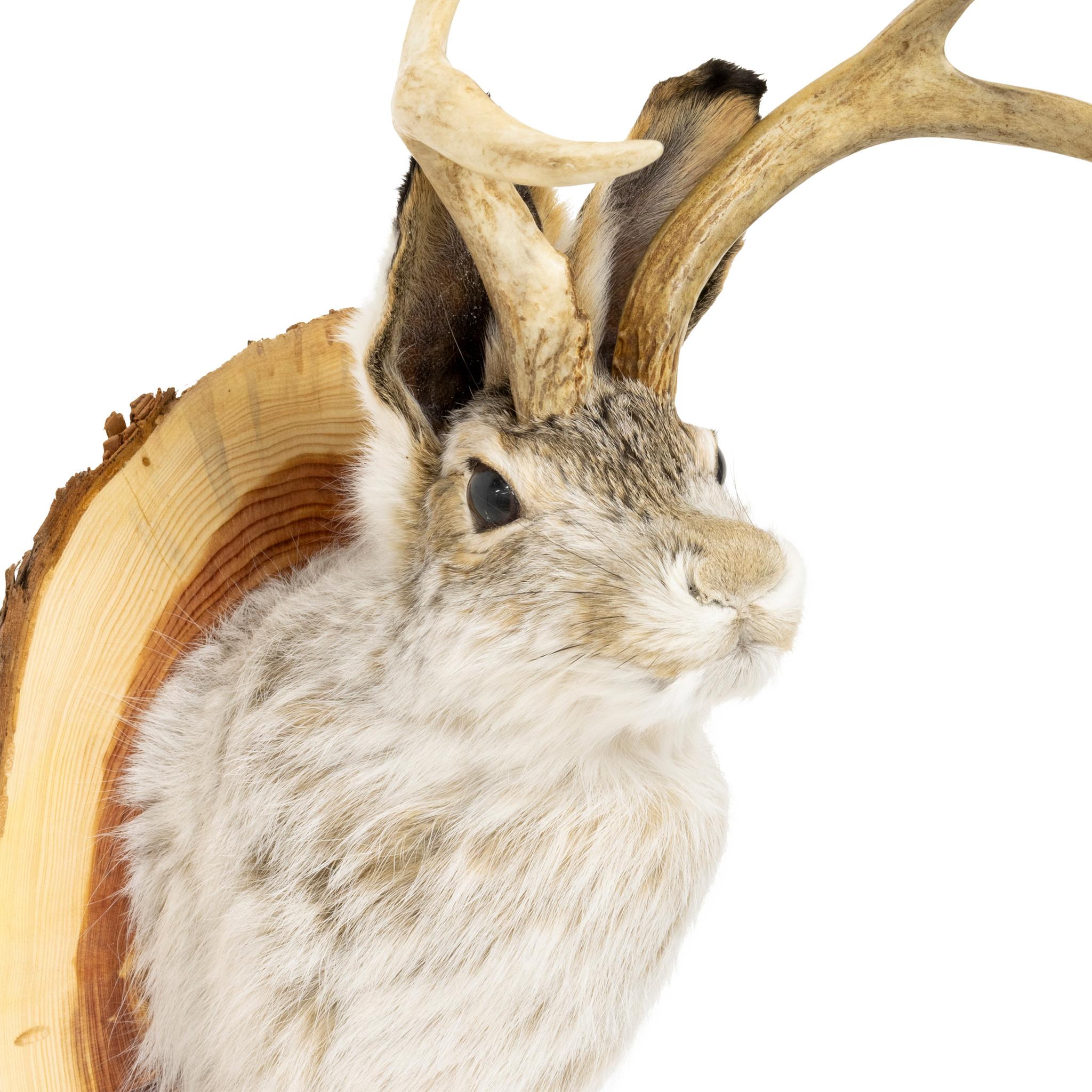 Monte di sciacallo del Wyoming. Tradizionale montatura di jackelope con pelliccia bianca e grigia e corna a spillo, fissata a una placca in legno naturale. Disponibile in più versioni, può variare leggermente. Tutti hanno corna a punta e pelliccia