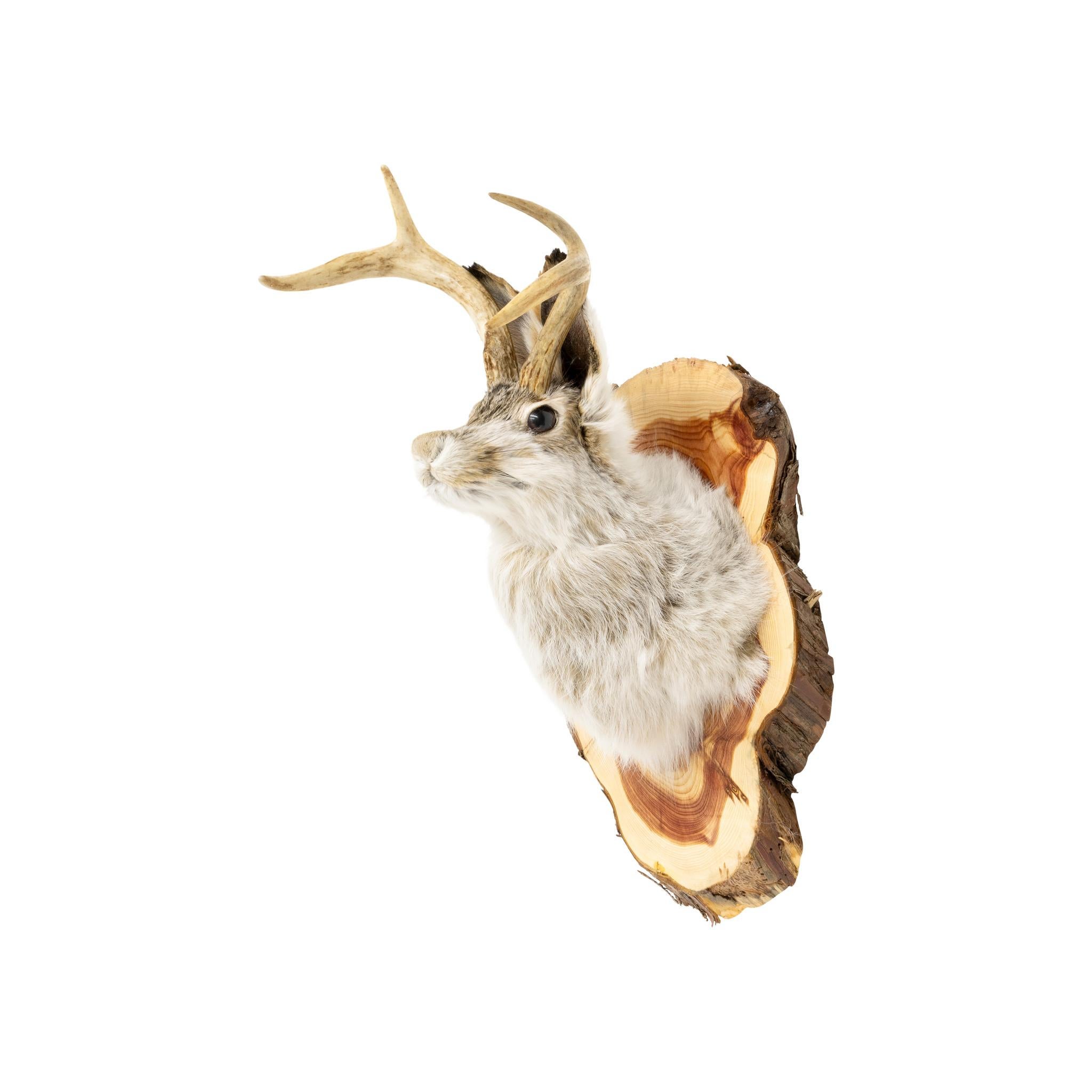 Americano Montagna tassidermica Wyoming Jackelope in vendita