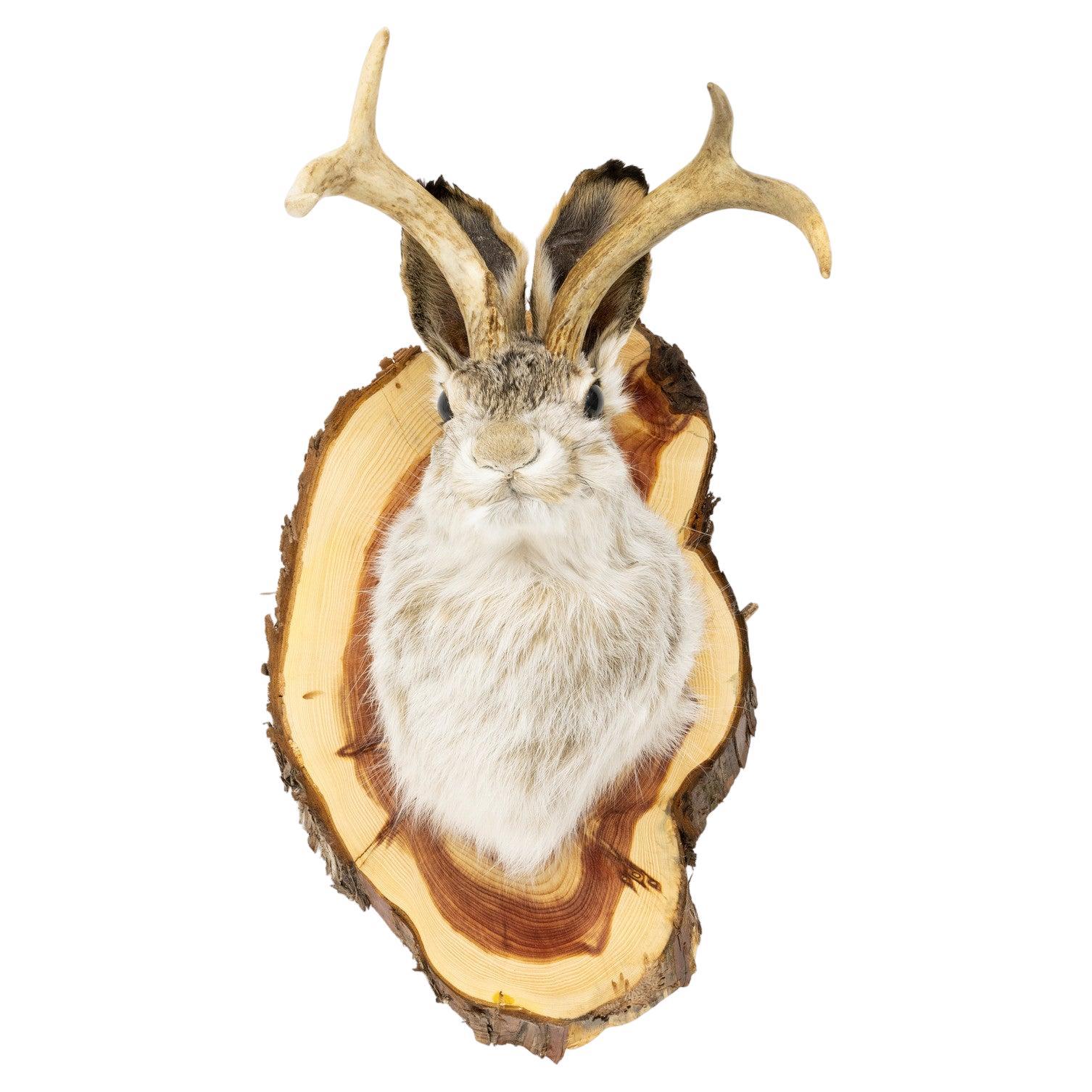 Montagna tassidermica Wyoming Jackelope in vendita