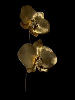X Golden Orchid