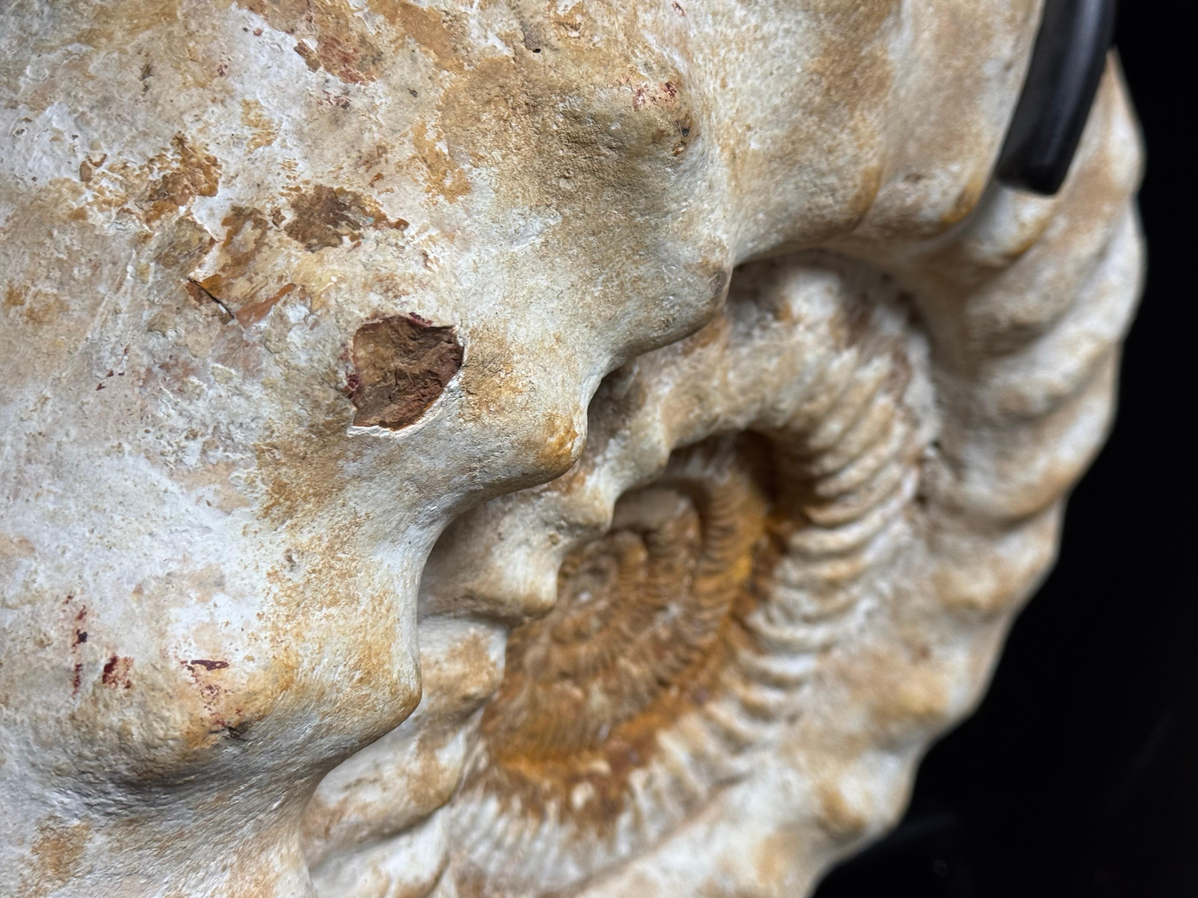 Fossile di Ammonite XL su supporto in vendita 5