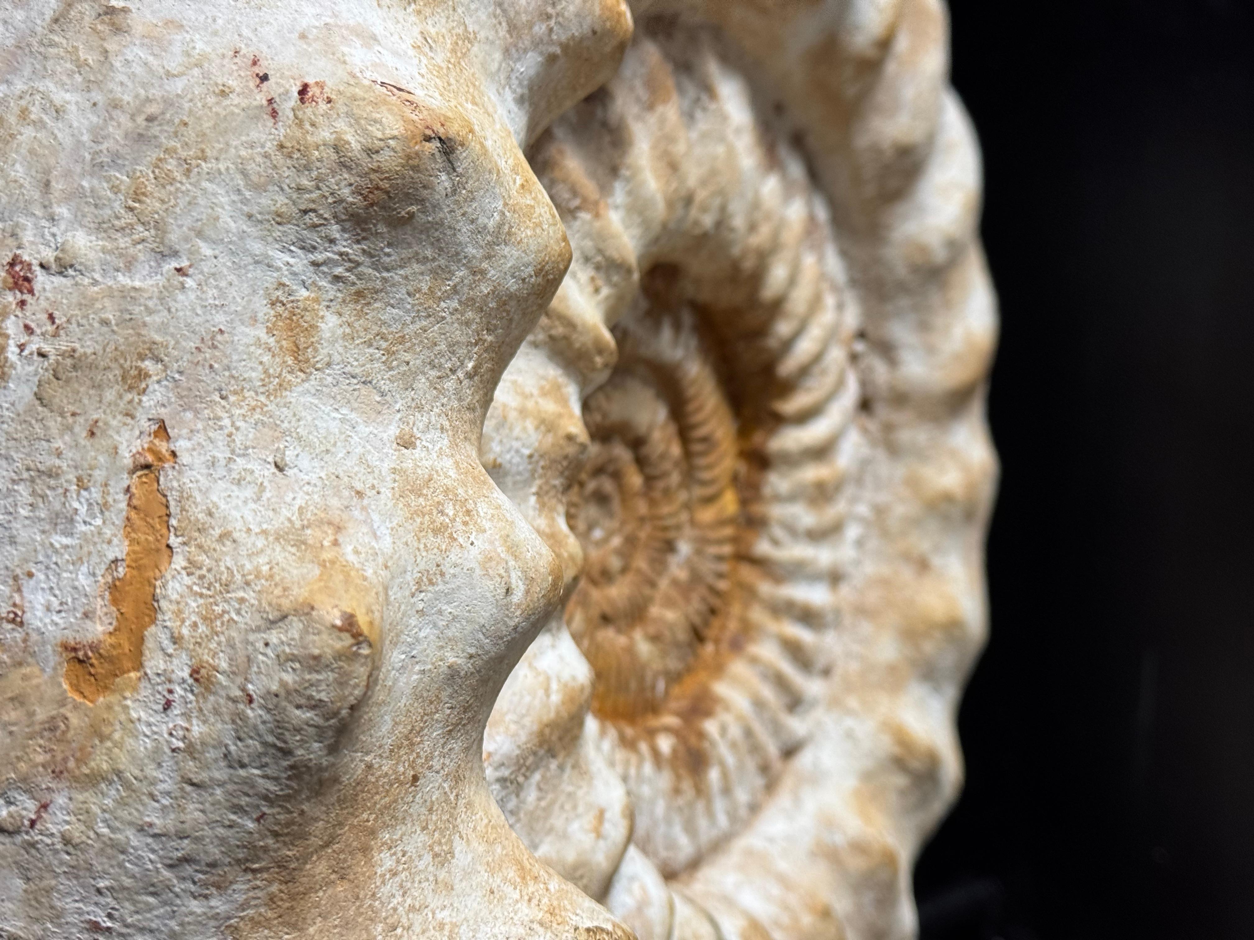 Fossile di Ammonite XL su supporto in vendita 6