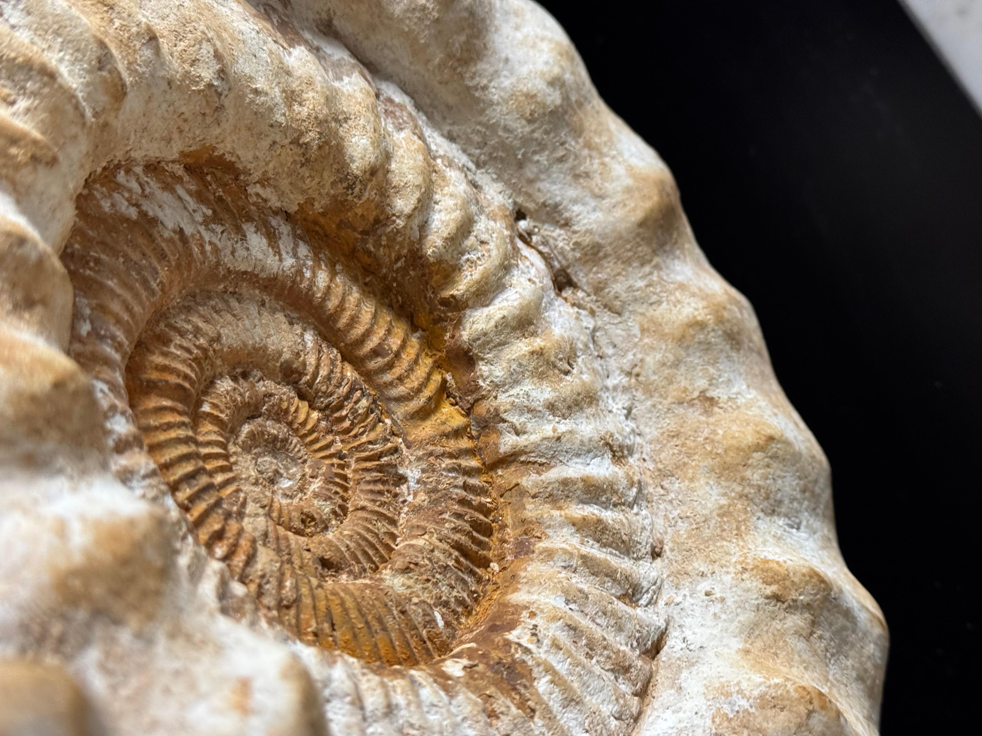 Fossile di Ammonite XL su supporto in vendita 7