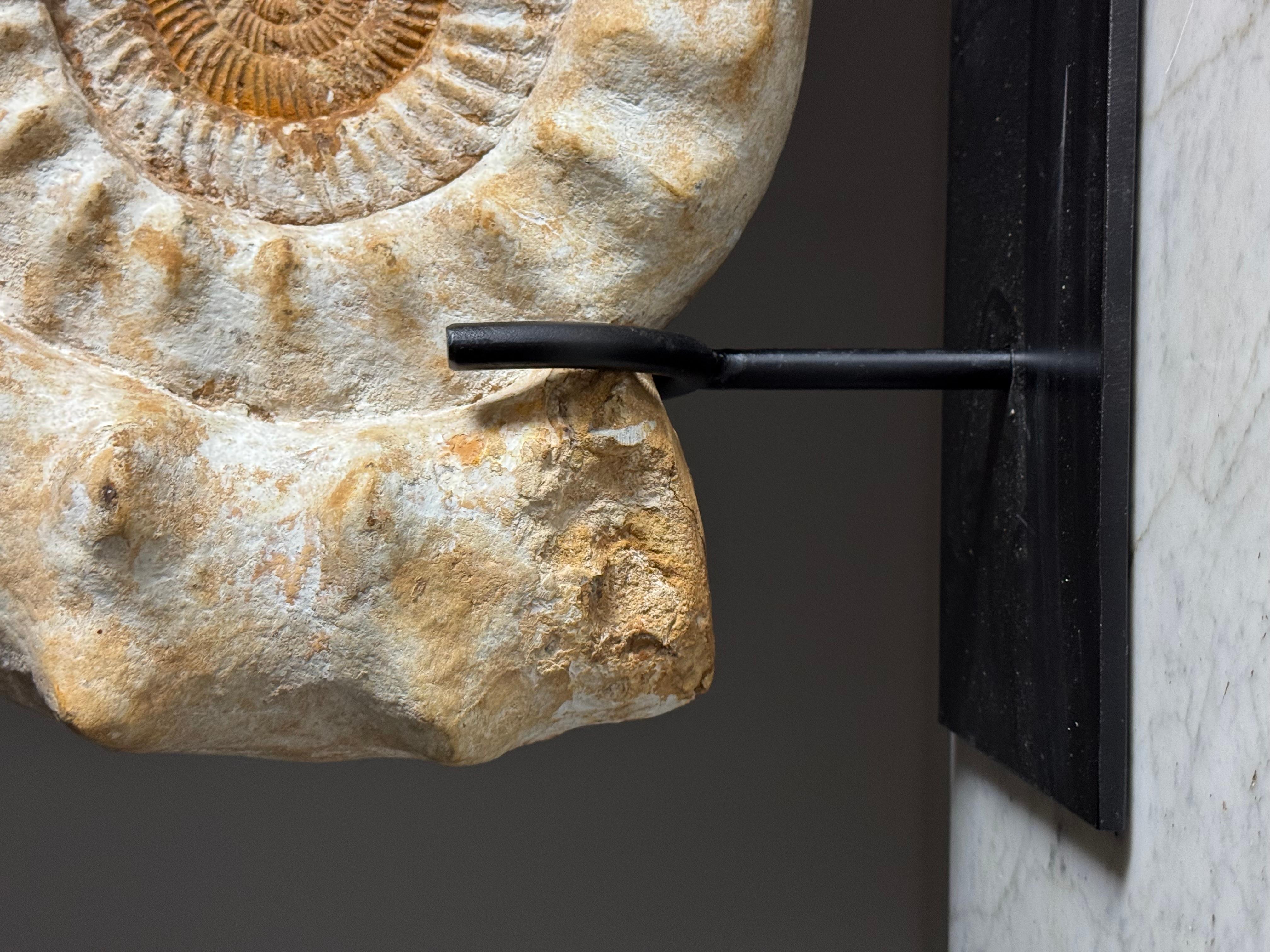 Fossile di Ammonite XL su supporto in vendita 8