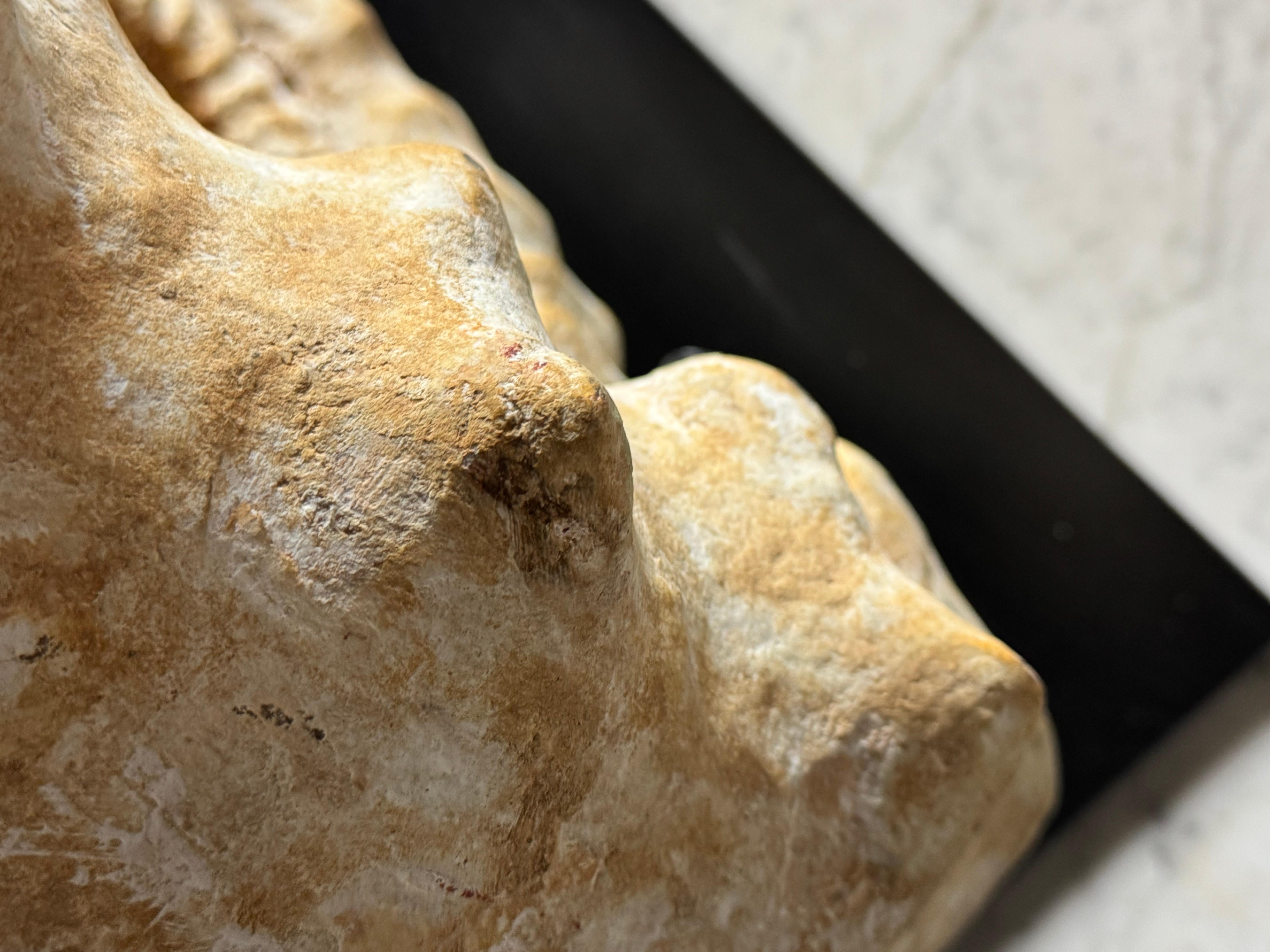 Fossile di Ammonite XL su supporto in vendita 10