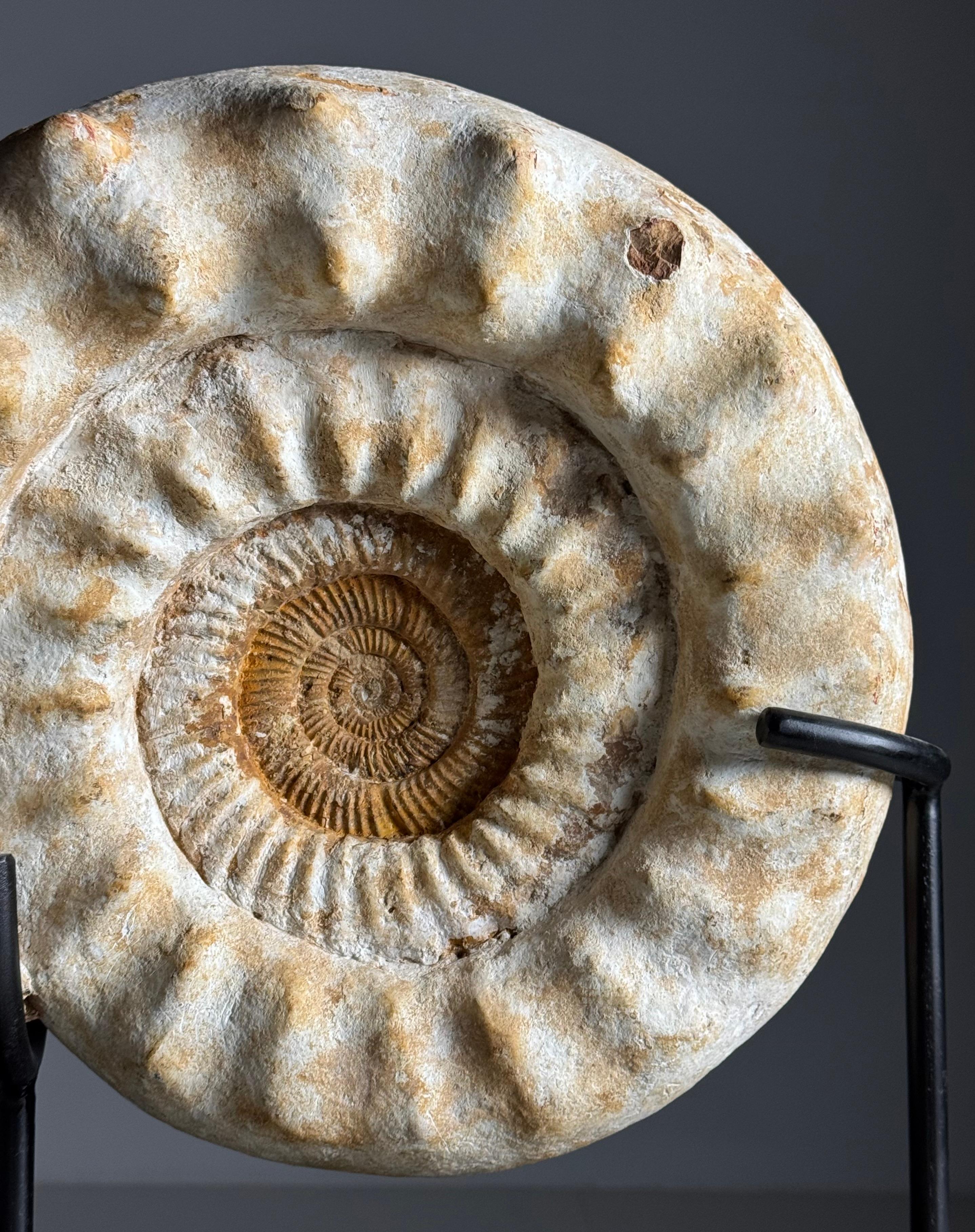 Gigantesco fossile di Ammonite su supporto nero personalizzato.


Circa 150-200 milioni di anni fa.

L'ammonite è un animale marino estinto appartenente alla classe dei calamari. Le ammoniti vivevano nei mari del Paleozoico e del Mesozoico (da 400 a