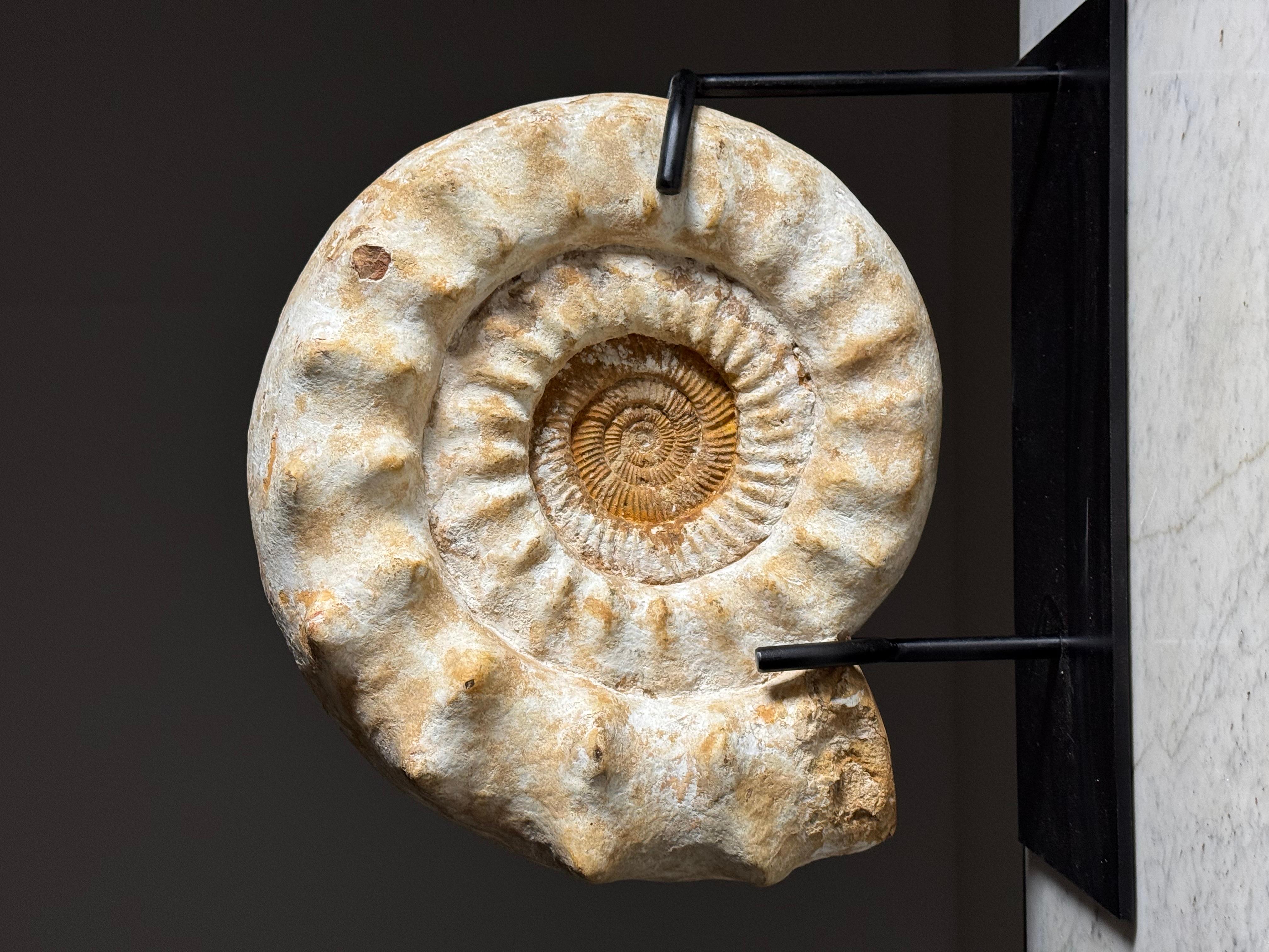 Pietra Fossile di Ammonite XL su supporto in vendita