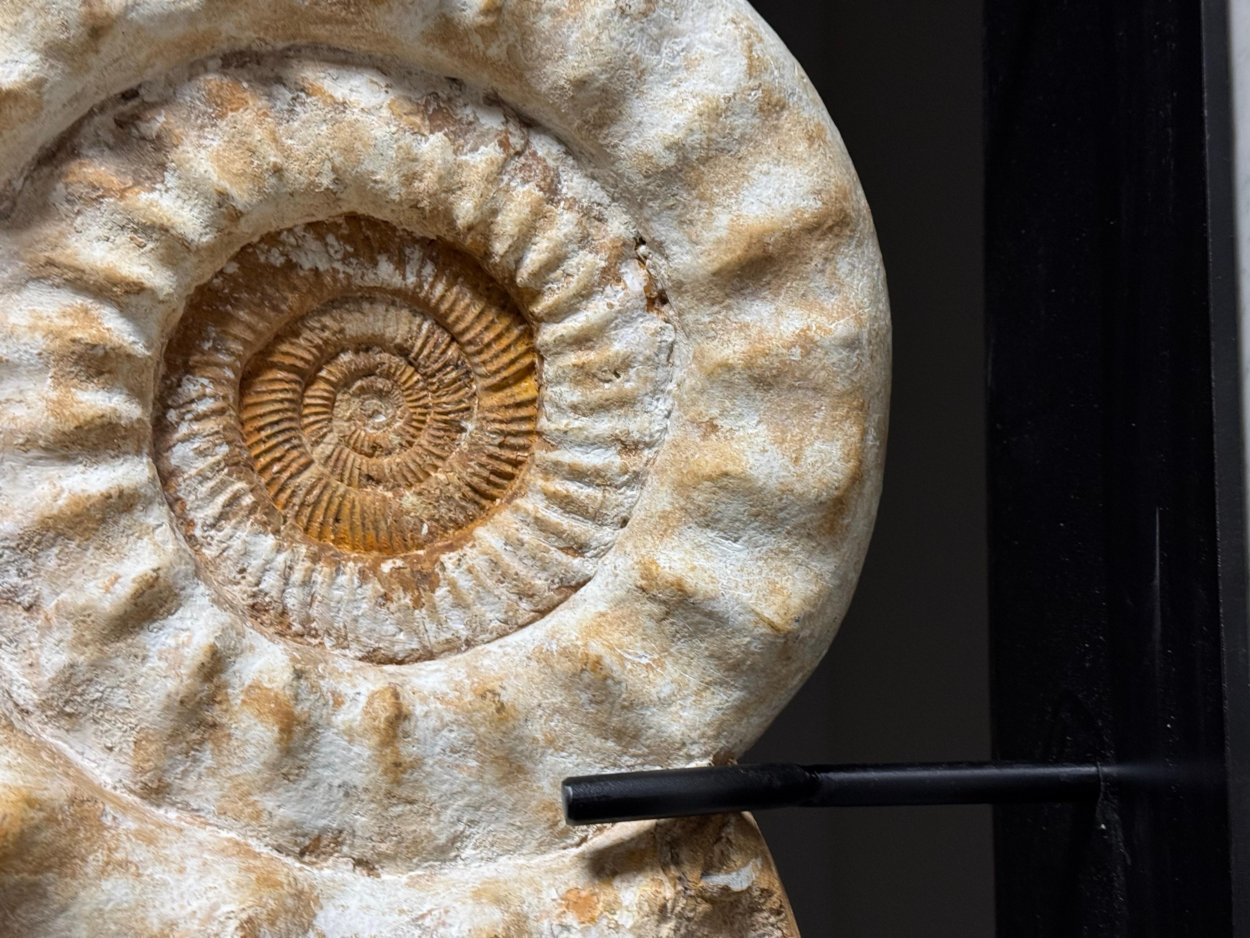 Fossile di Ammonite XL su supporto in vendita 2