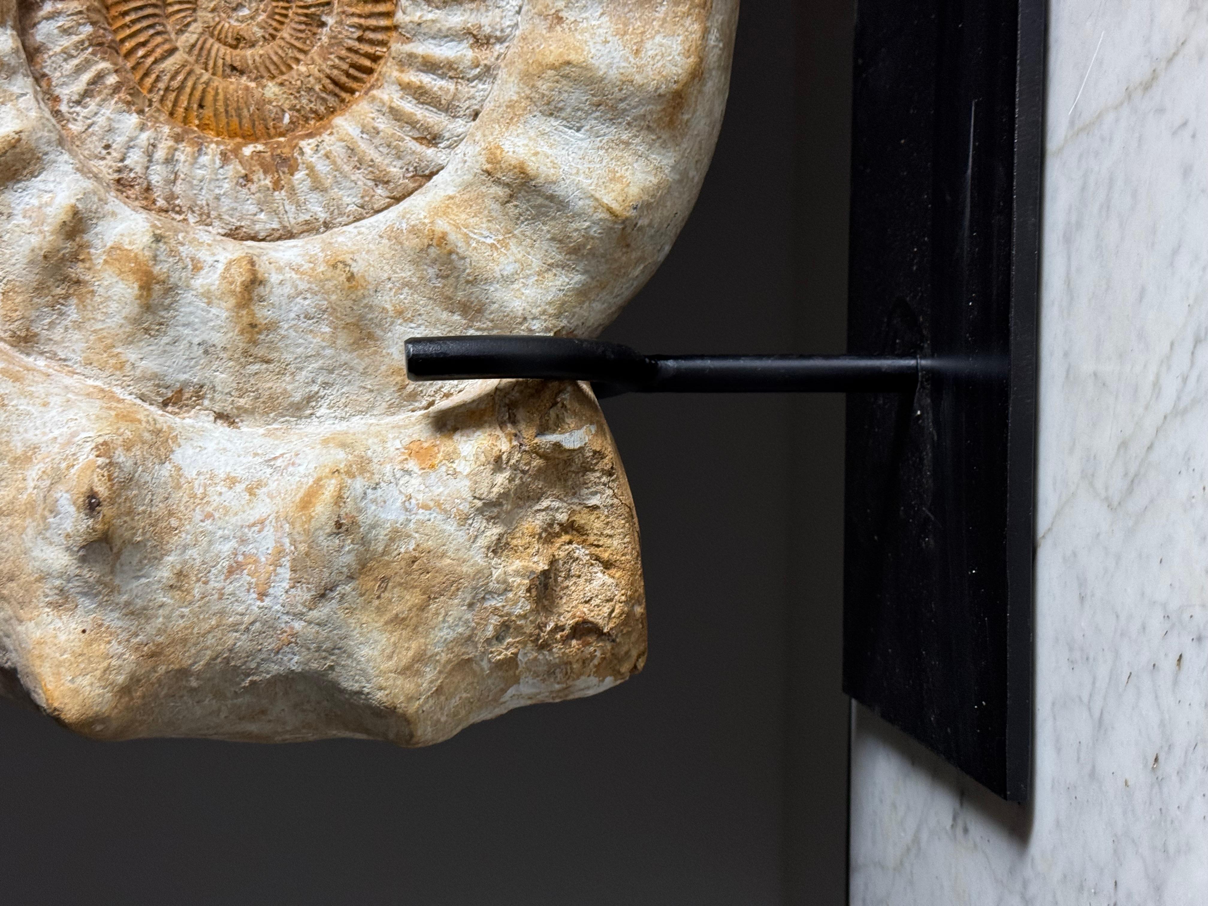 Fossile di Ammonite XL su supporto in vendita 3