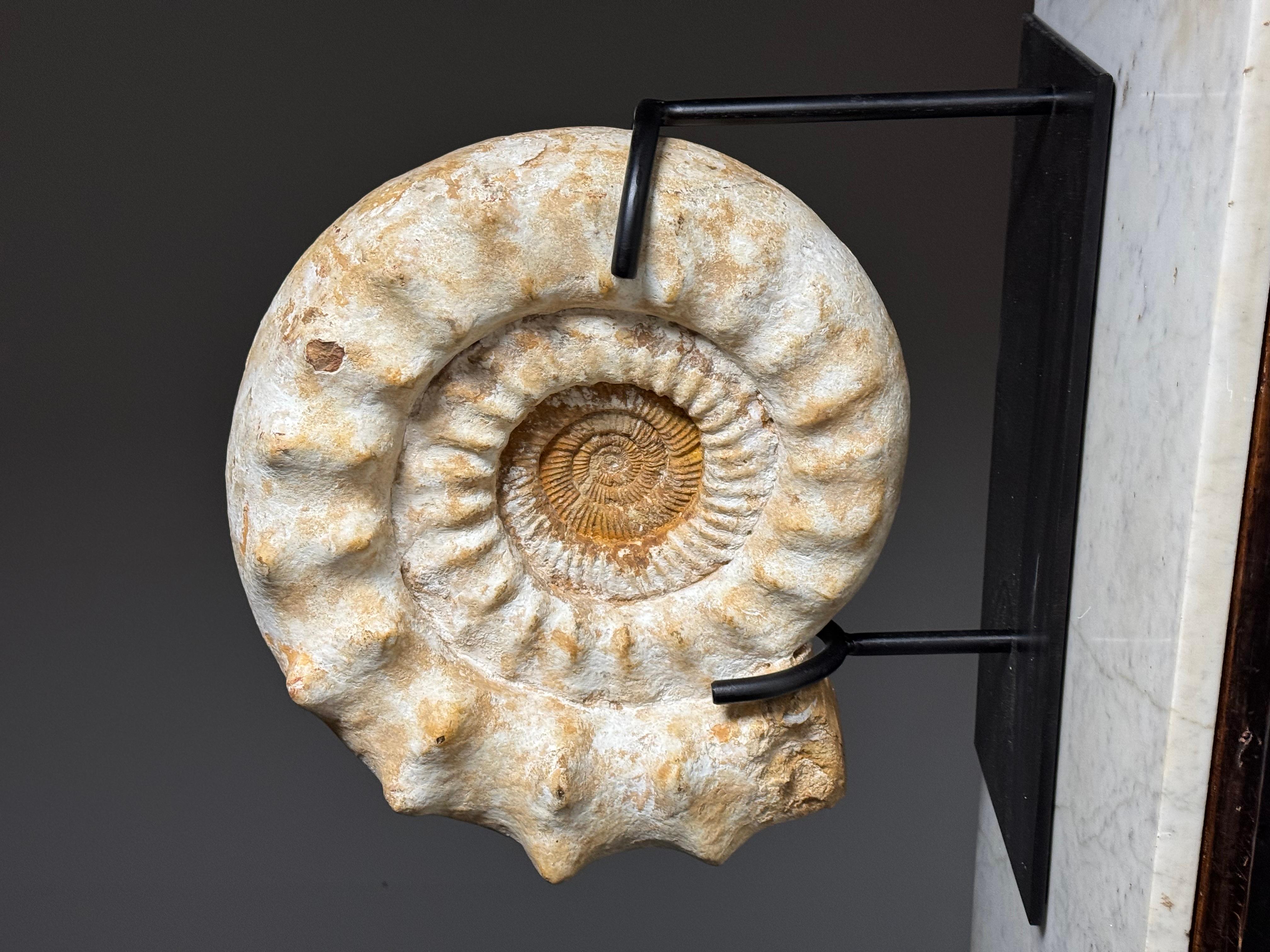 Fossile di Ammonite XL su supporto in vendita 4