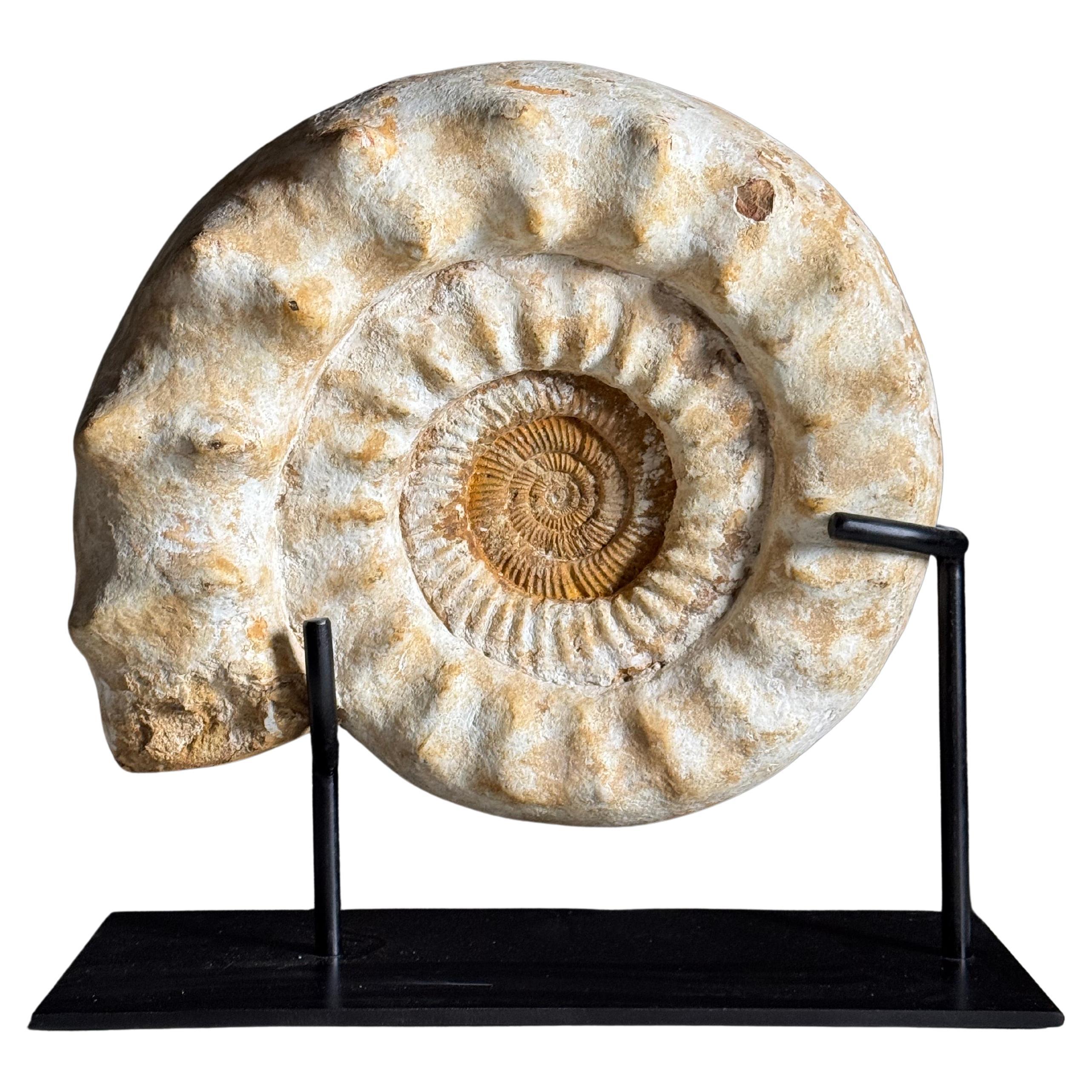 XL Ammonit Fossil auf Stand