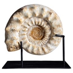 XL Ammonit Fossil auf Stand