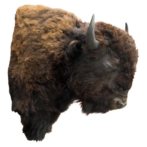 XL Buffalo Herd Taxidermy Bull For Sale at 1stDibs taxidermy bison