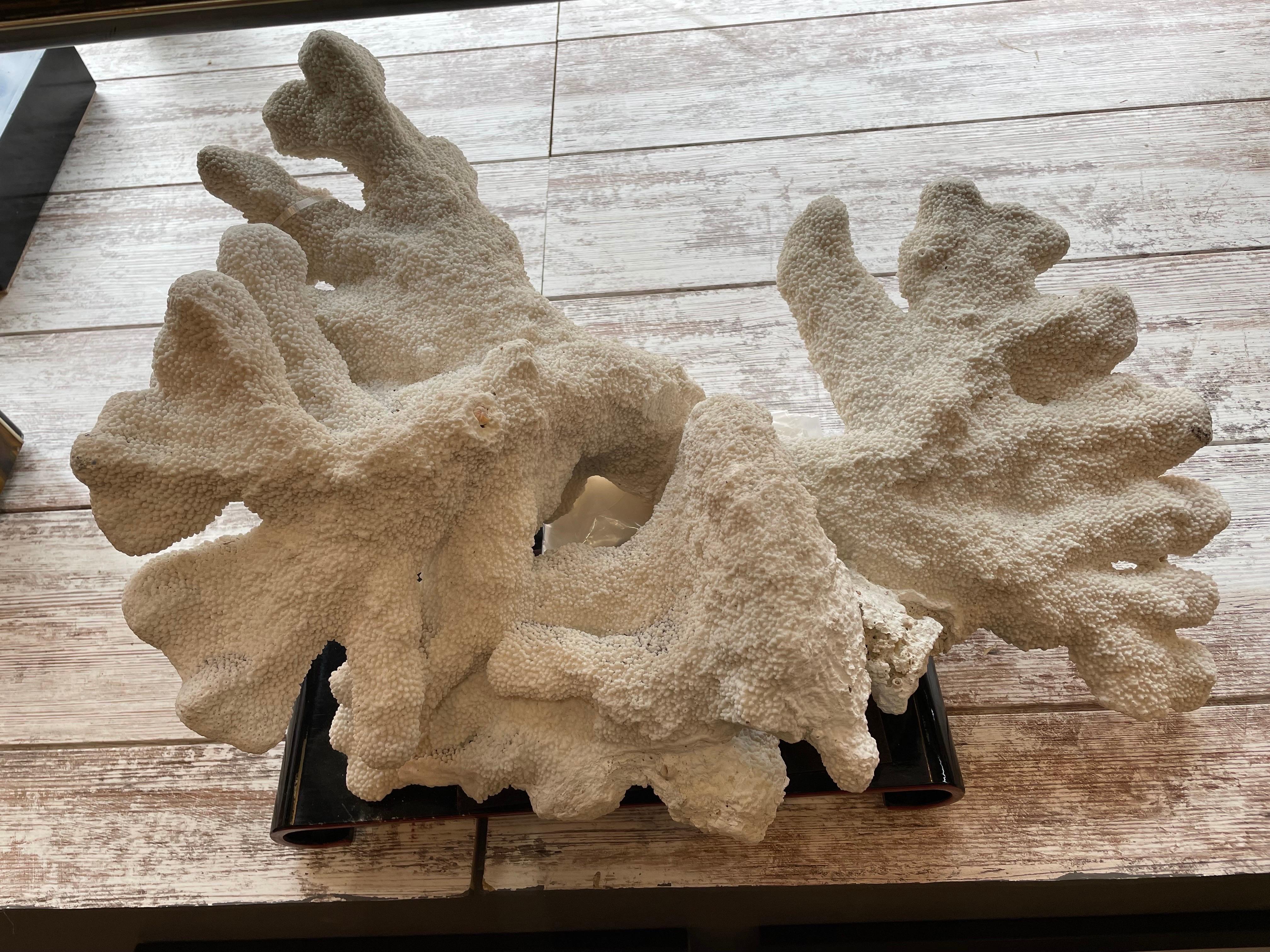 This is a wonderful Pacific Elkhorn coral specimen on a black Asian stand.