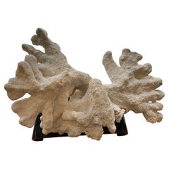 Xl Coral on Asian stand