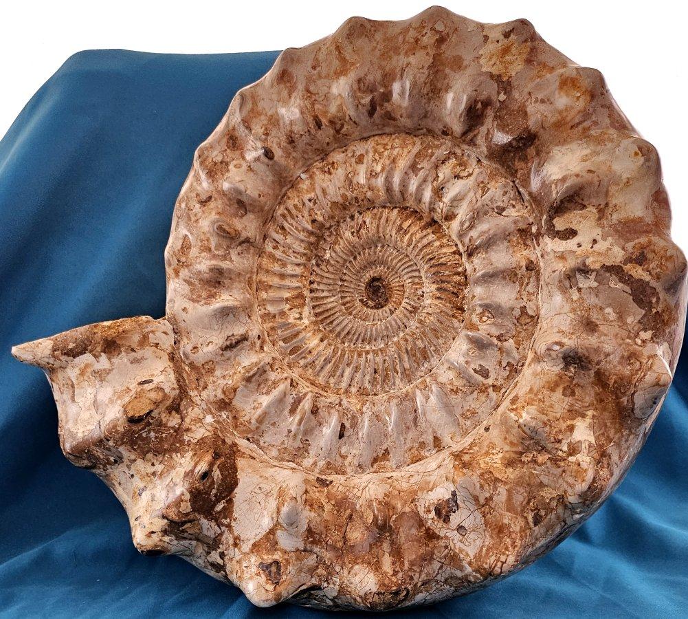 XL Jurassic Ammonite Fossil 15.5 x 14 x 5.5 Inches Apx, with Nice Ribs For Sale 2