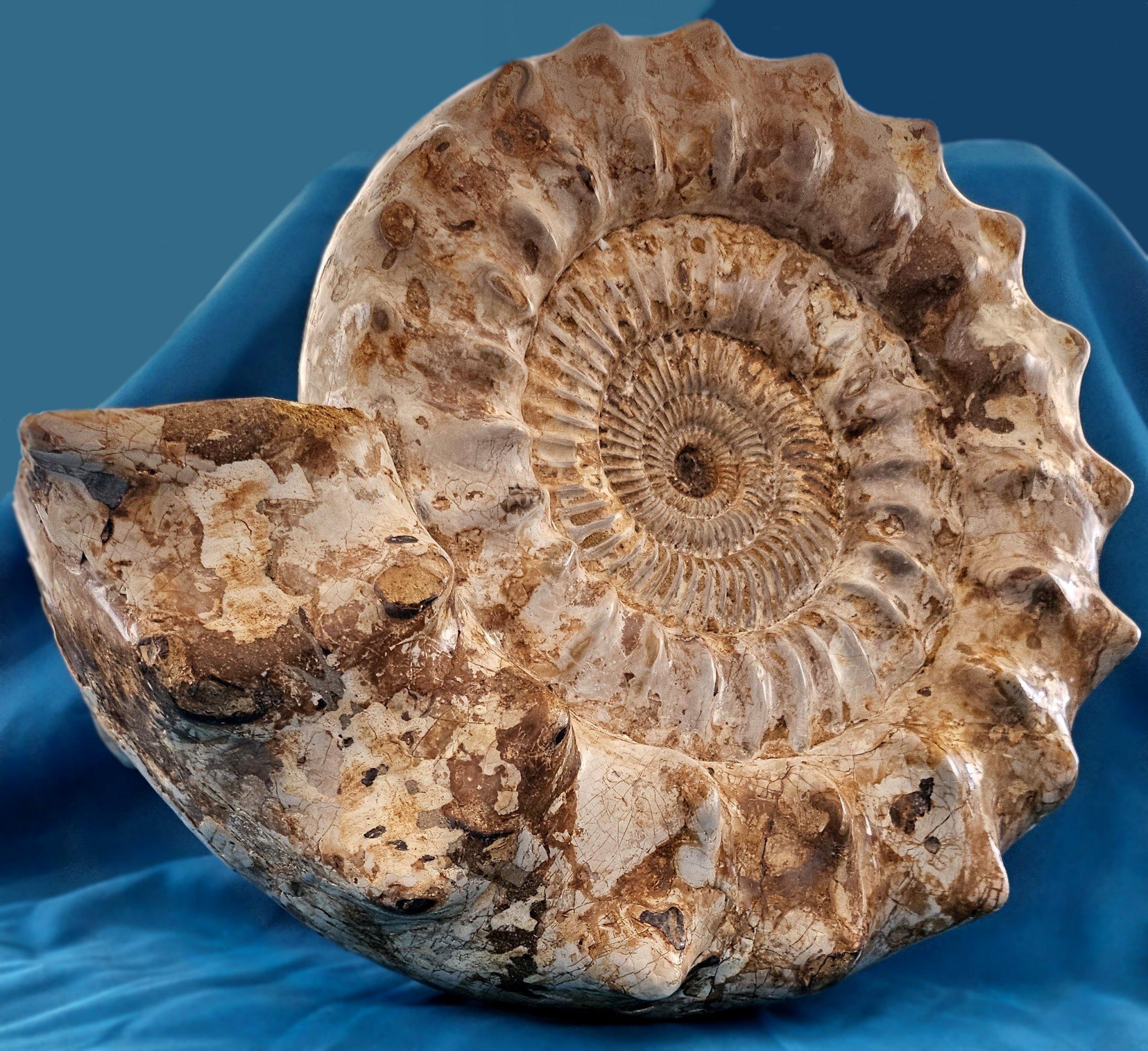 XL Jurassic Ammonite Fossil 15.5 x 14 x 5.5 Inches Apx, with Nice Ribs For Sale 3