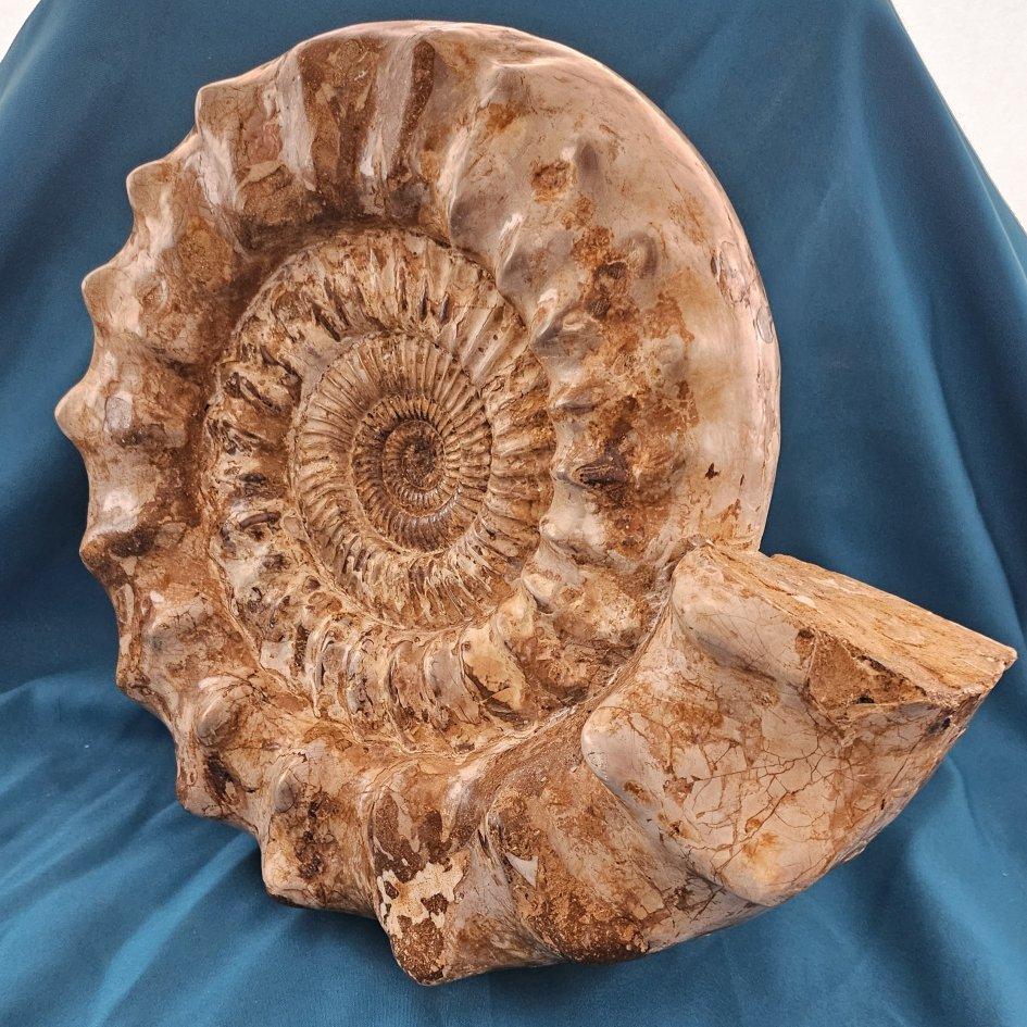 XL Jurassic Ammonite Fossil 15.5 x 14 x 5.5 Inches Apx, with Nice Ribs For Sale 4