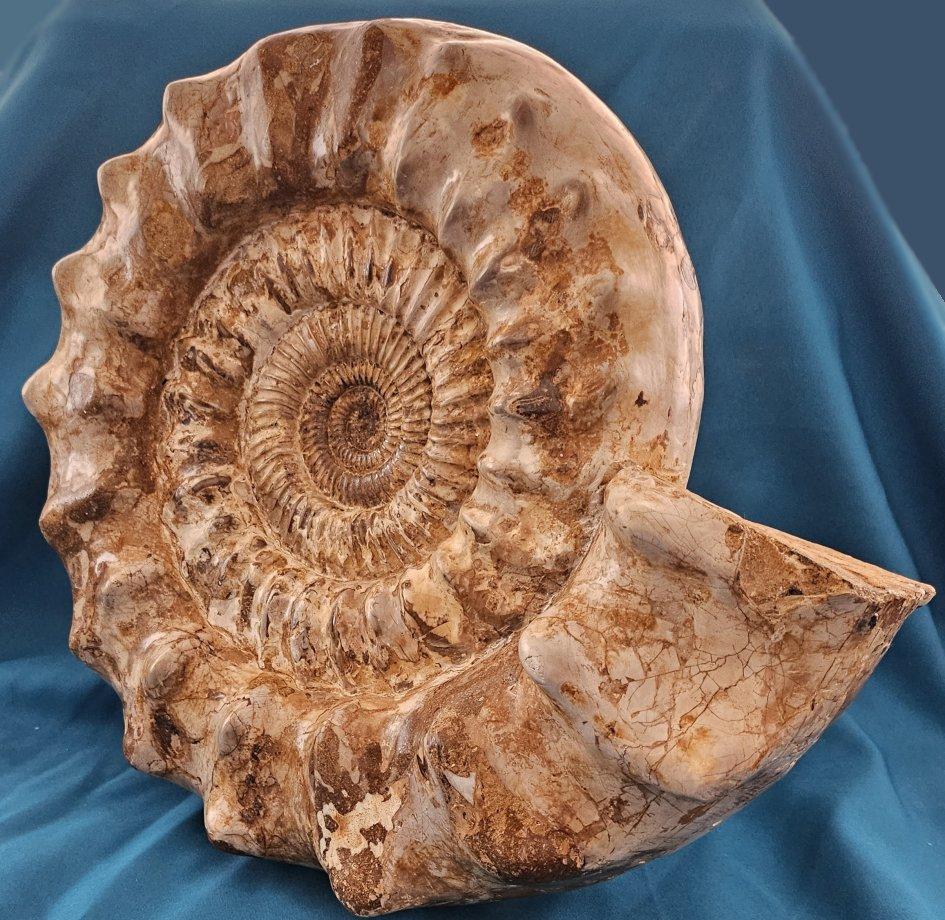 XL Jurassic Ammonite Fossil 15.5 x 14 x 5.5 Inches Apx, with Nice Ribs For Sale 5