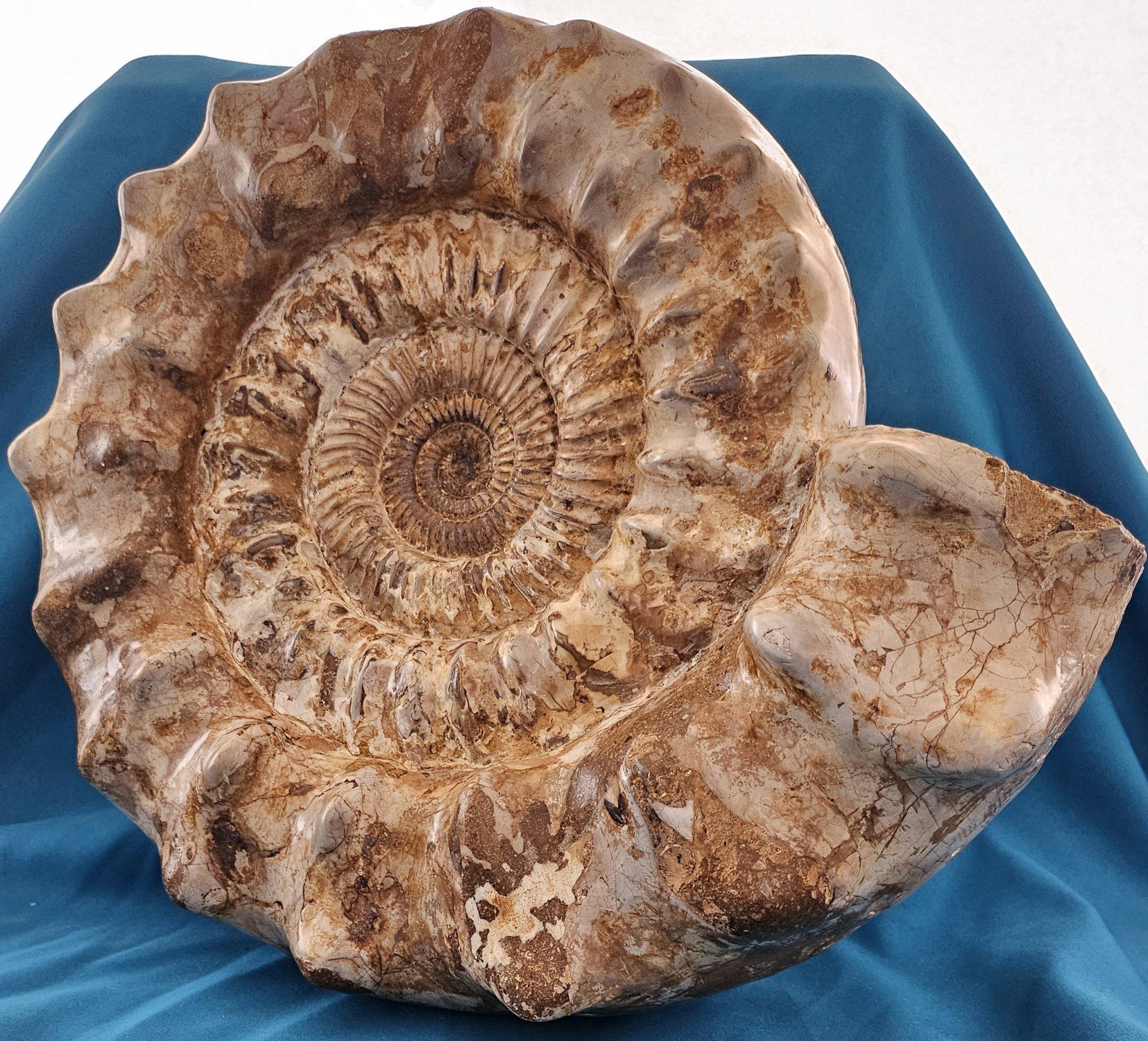 XL Jurassic Ammonite Fossil 15.5 x 14 x 5.5 Inches Apx, with Nice Ribs For Sale 6