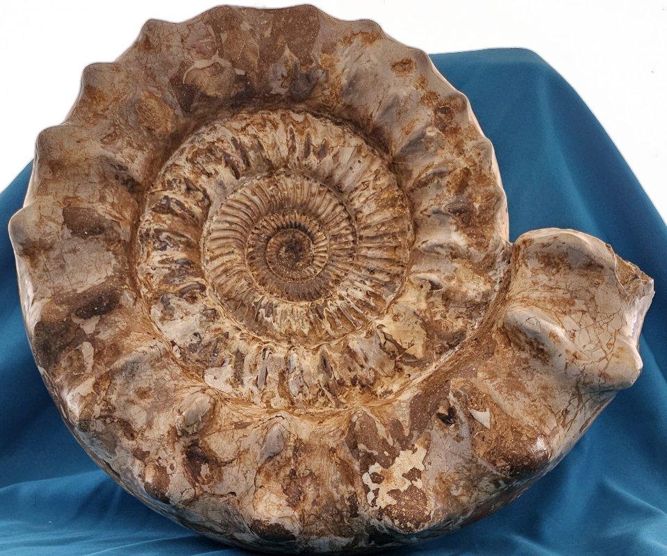 XL Jurassic Ammonite Fossil 15.5 x 14 x 5.5 Inches Apx, with Nice Ribs For Sale 7