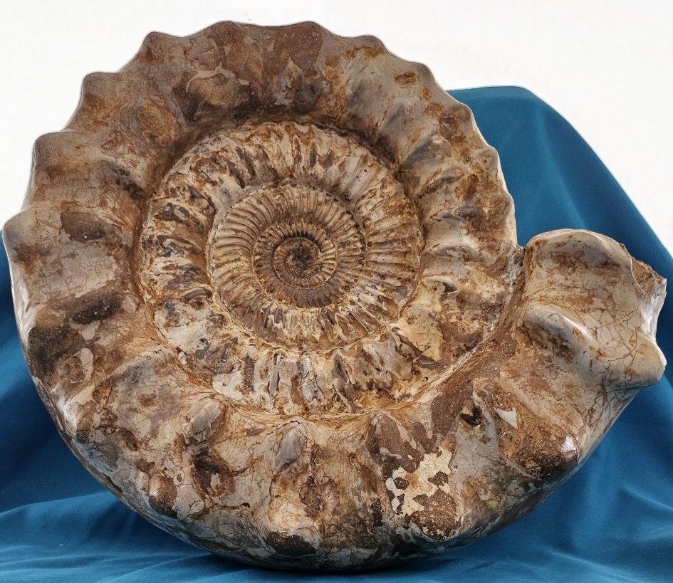 XL Jurassic Ammonite Fossil 15.5 x 14 x 5.5 Inches Apx, with Nice Ribs For Sale 8