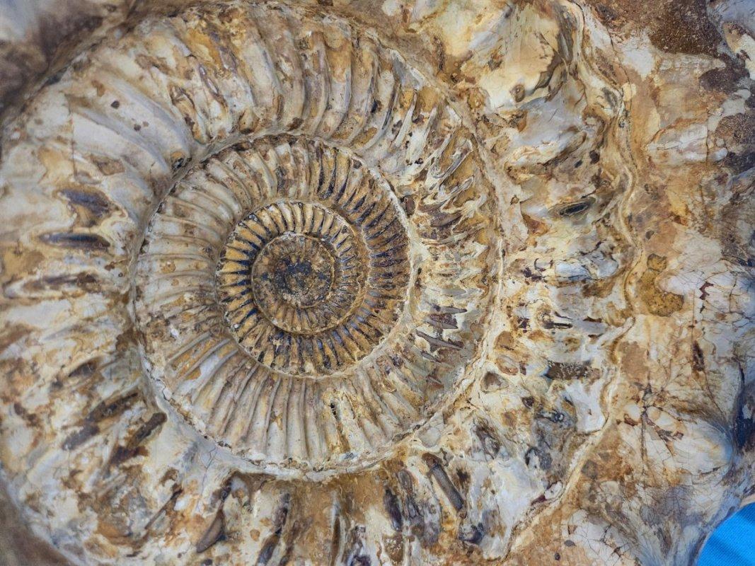 XL Jurassic Ammonite Fossil 15.5 x 14 x 5.5 Inches Apx, with Nice Ribs For Sale 11