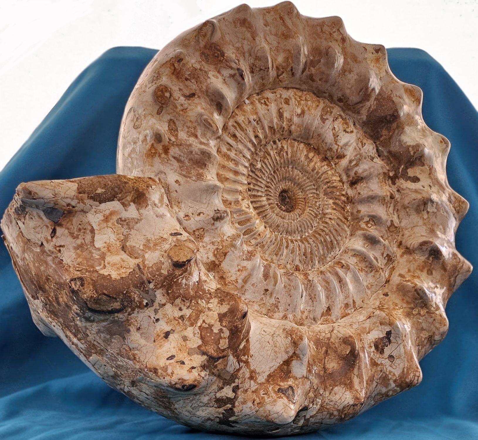 XL Jurassic Ammonite Fossil 15.5 x 14 x 5.5  Inches Apx, with Nice Ribs. We think this is a Kranaosphinctes species.
We love the substantial ridges (also called ribs, spines, and nodes) on this extra large and heavy ammonite fossil. The specimen