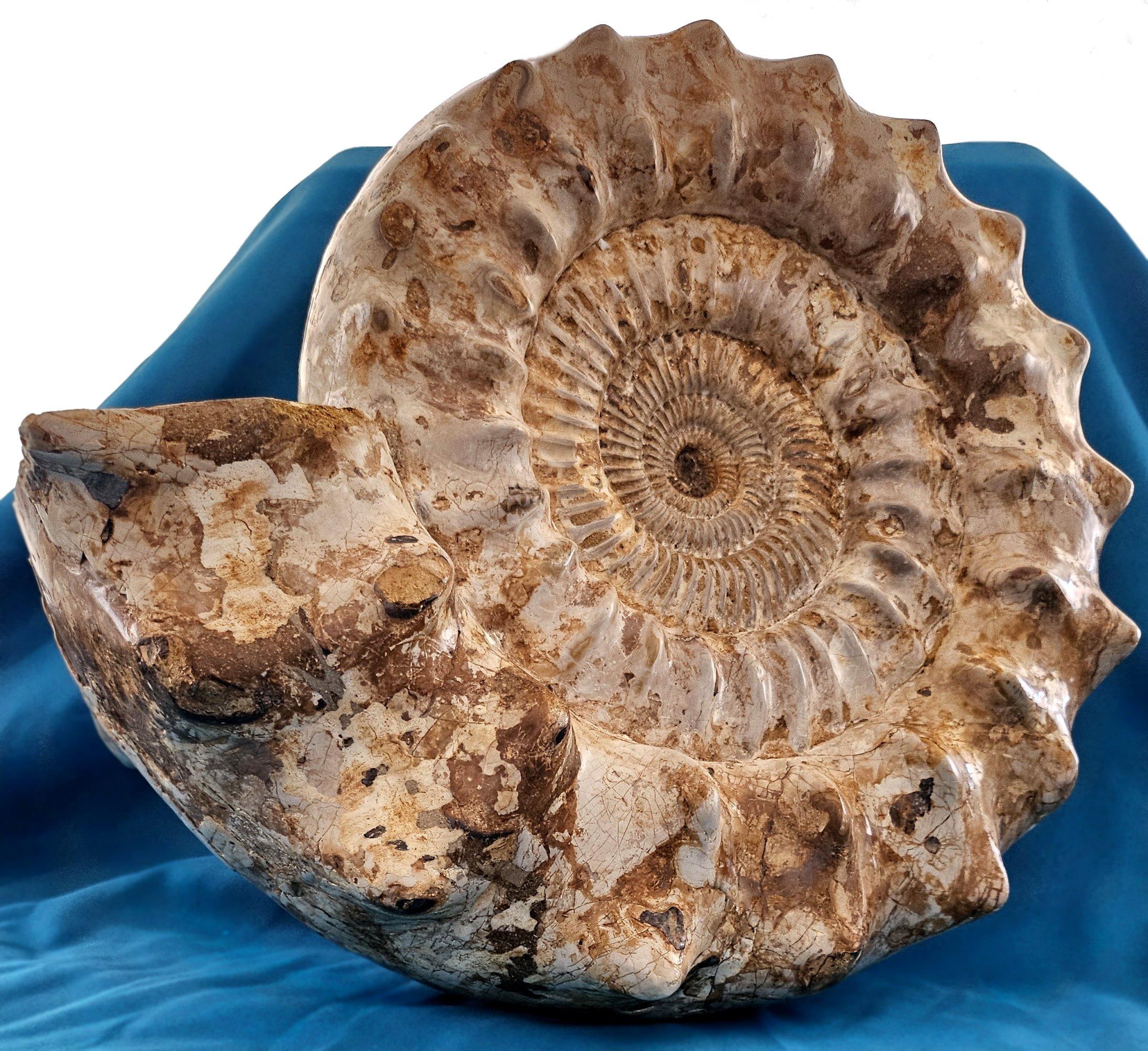 XL Jurassic Ammonite Fossil 15.5 x 14 x 5.5 Inches Apx, with Nice Ribs For Sale 12