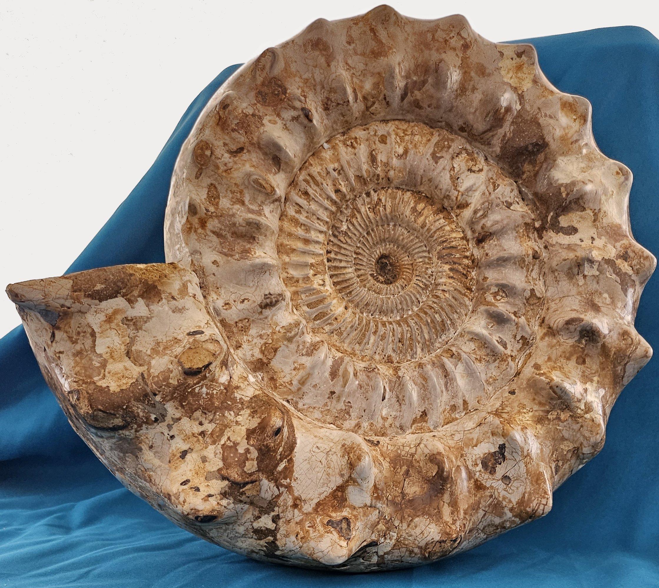Organic Modern XL Jurassic Ammonite Fossil 15.5 x 14 x 5.5 Inches Apx, with Nice Ribs For Sale