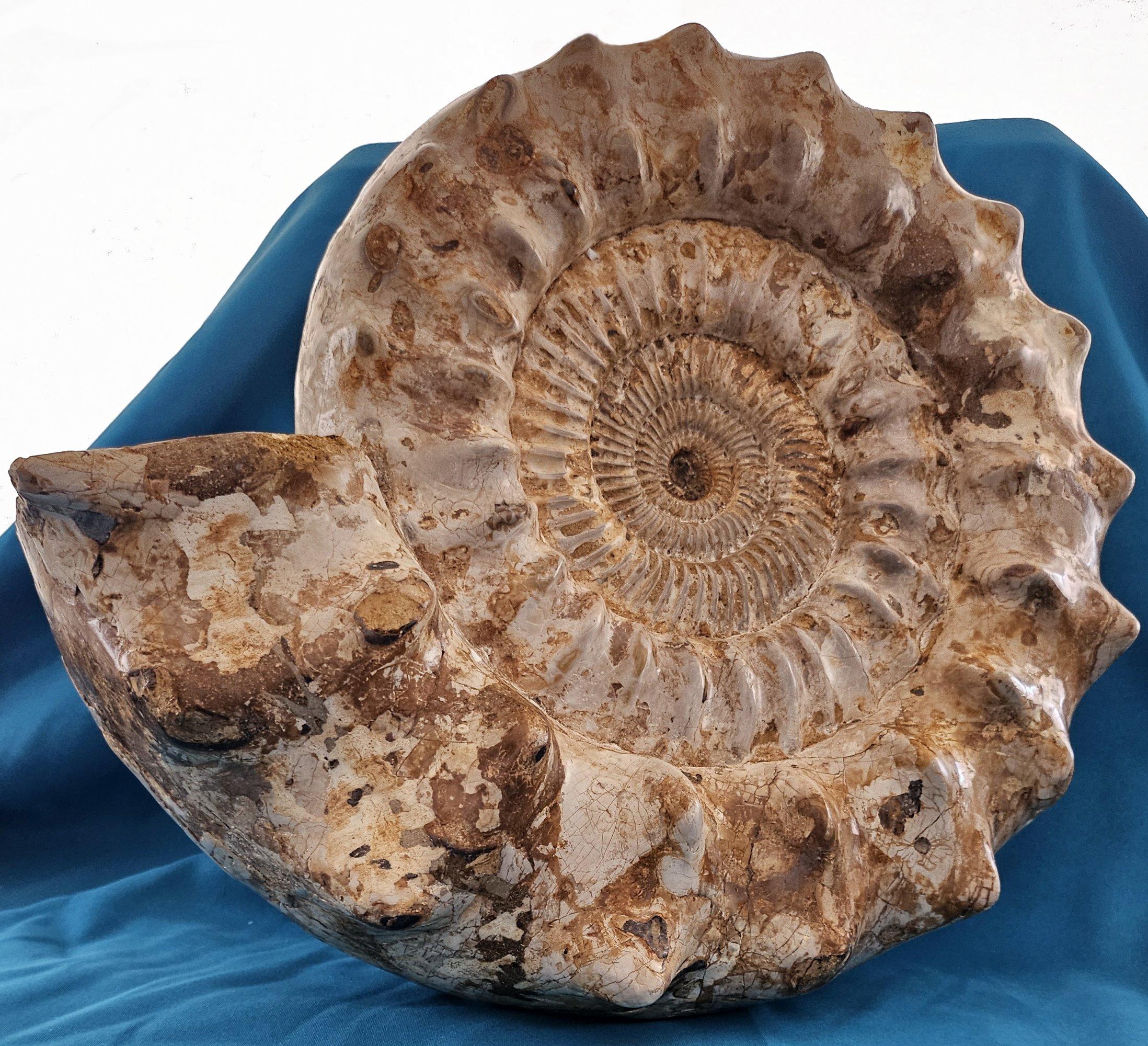Unknown XL Jurassic Ammonite Fossil 15.5 x 14 x 5.5 Inches Apx, with Nice Ribs For Sale
