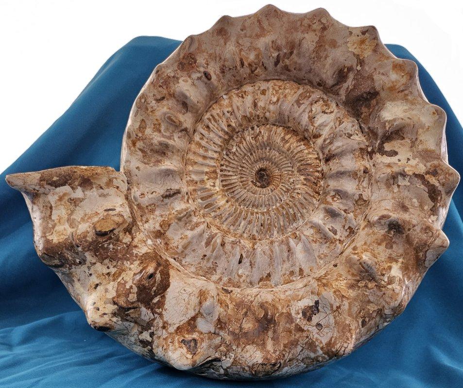 Other XL Jurassic Ammonite Fossil 15.5 x 14 x 5.5 Inches Apx, with Nice Ribs For Sale
